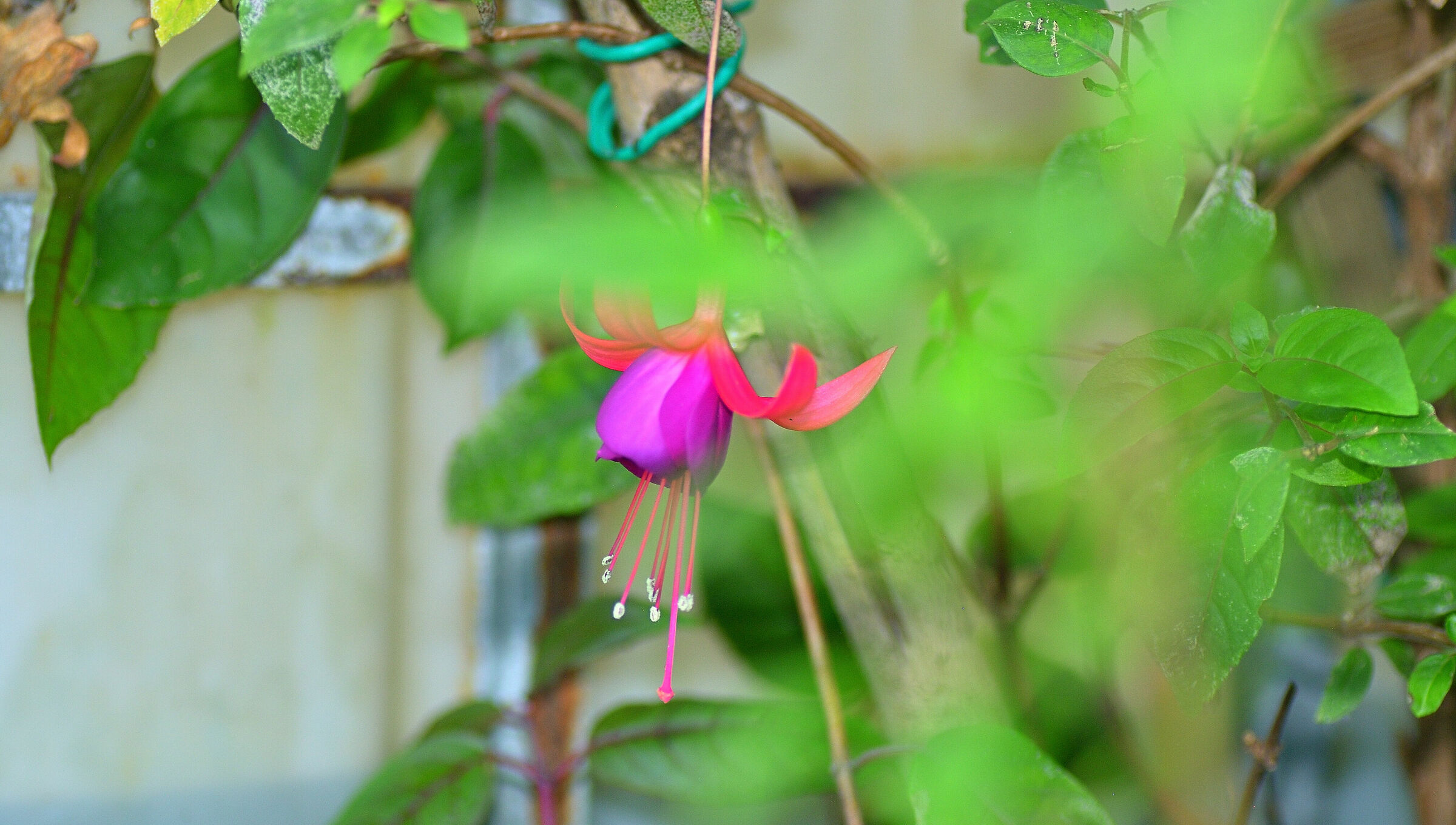 Fuchsia Slpestris.... (Brazil)