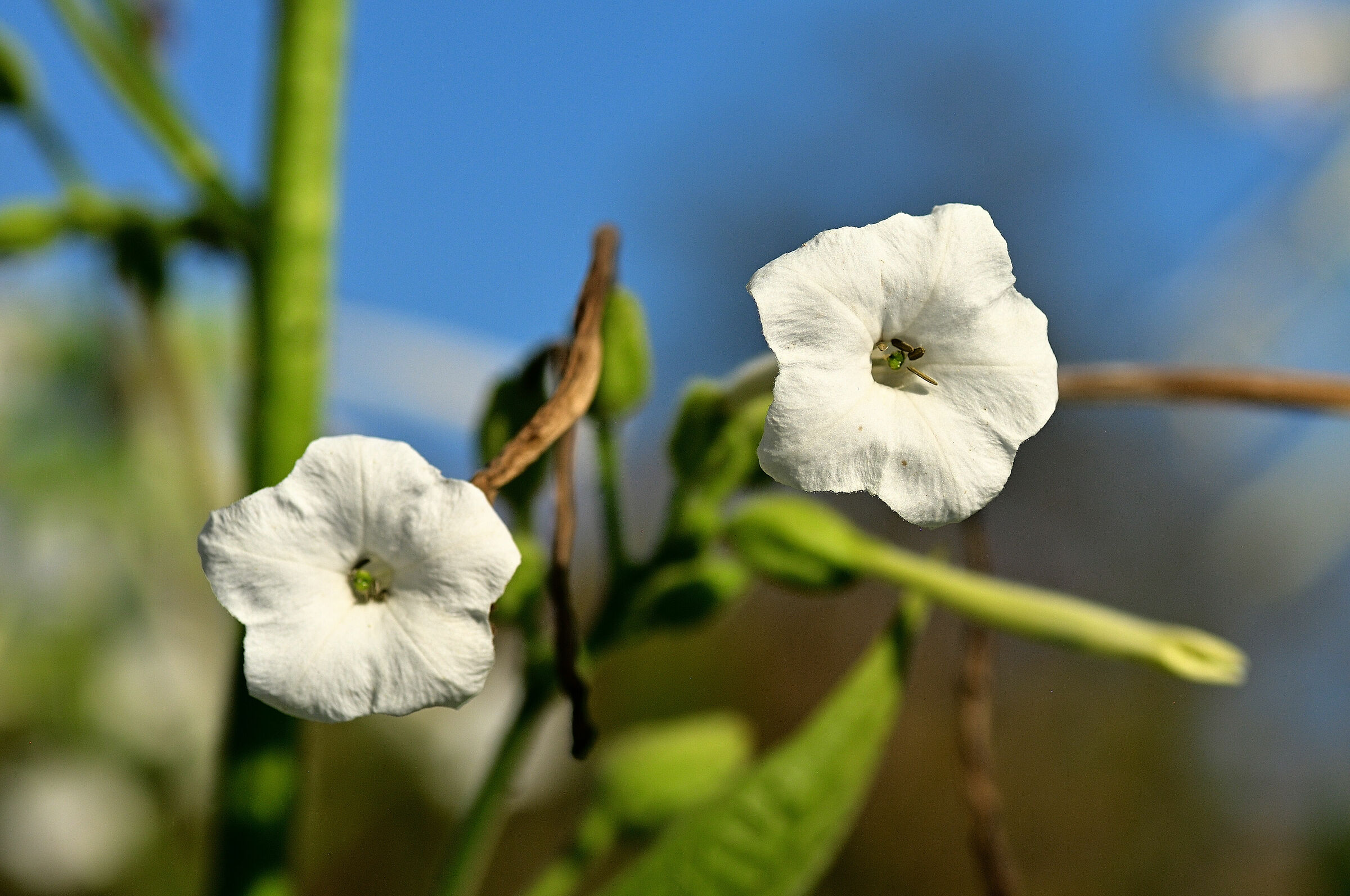 Nicotiana Alata....