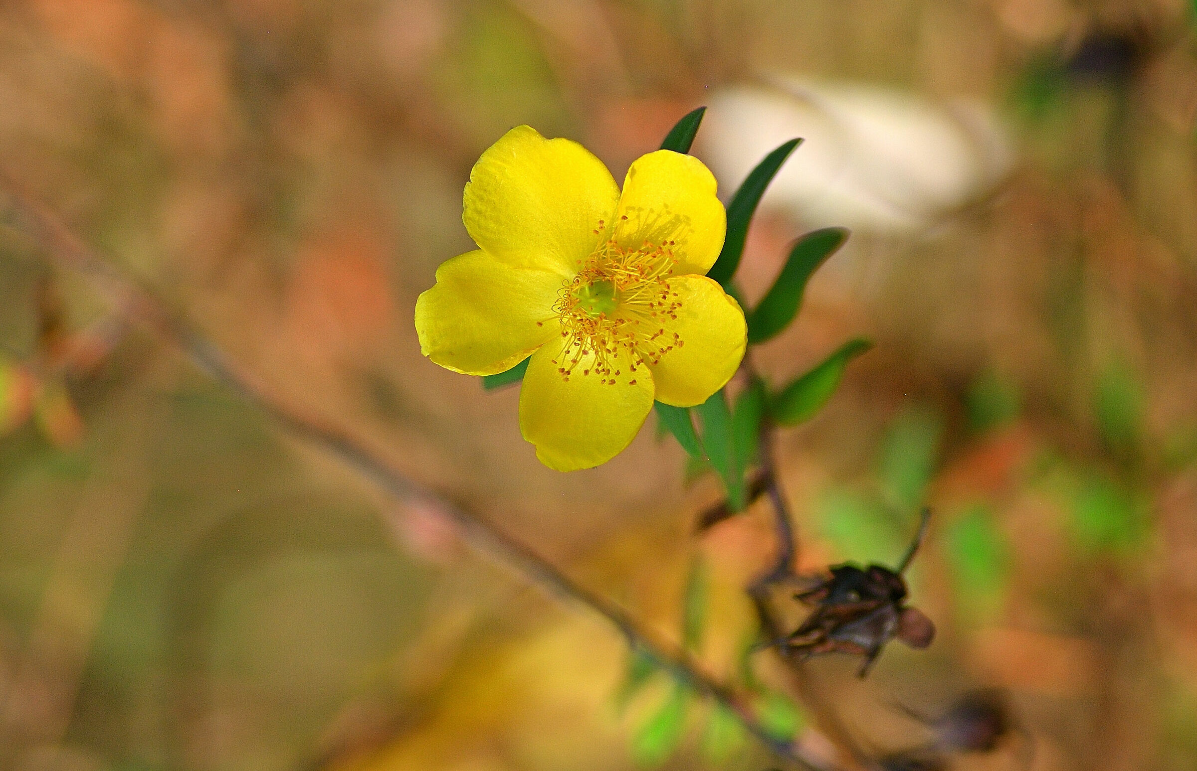 Hypericum Beanii.......