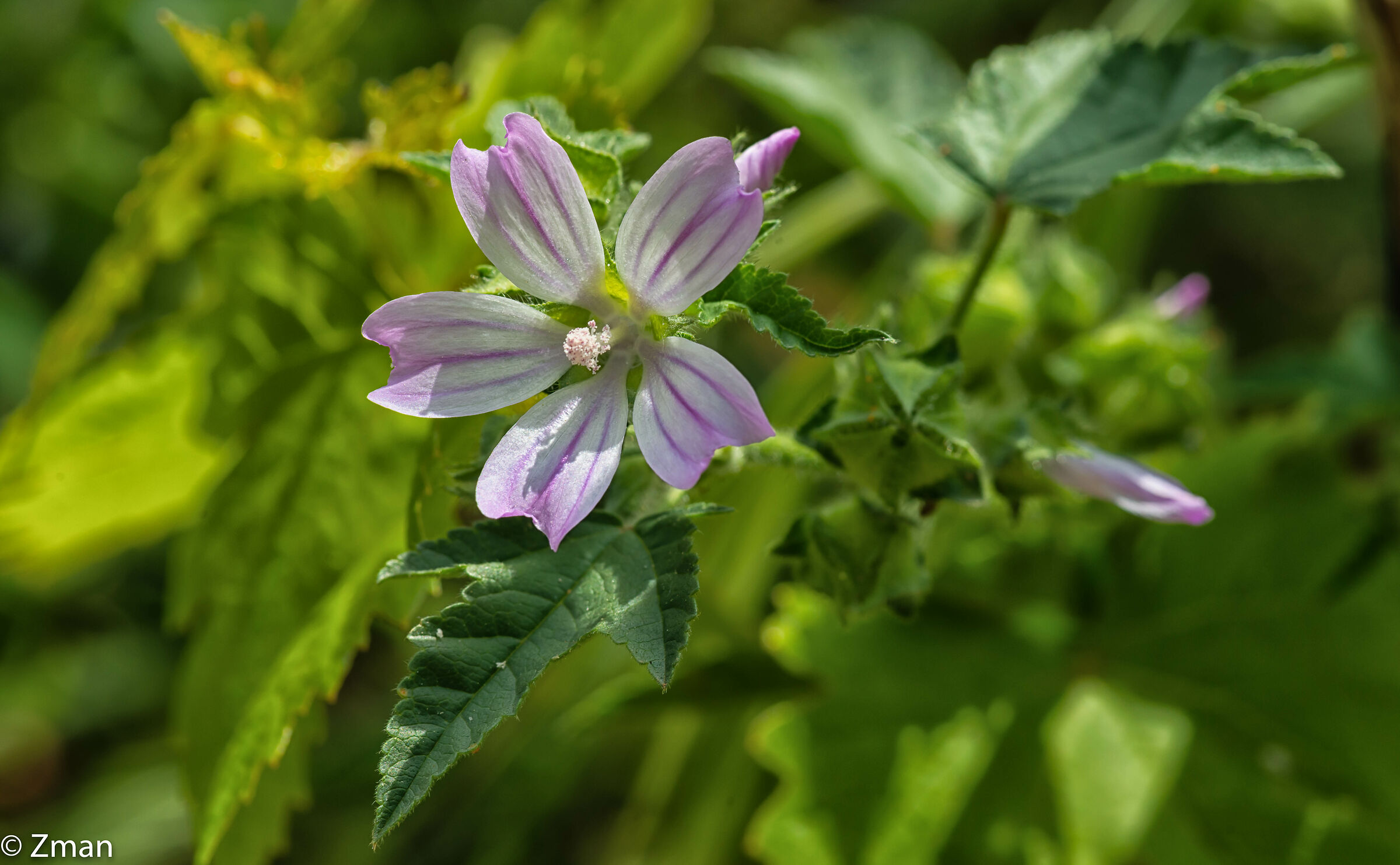 Selvaggio, Rosa e Bello