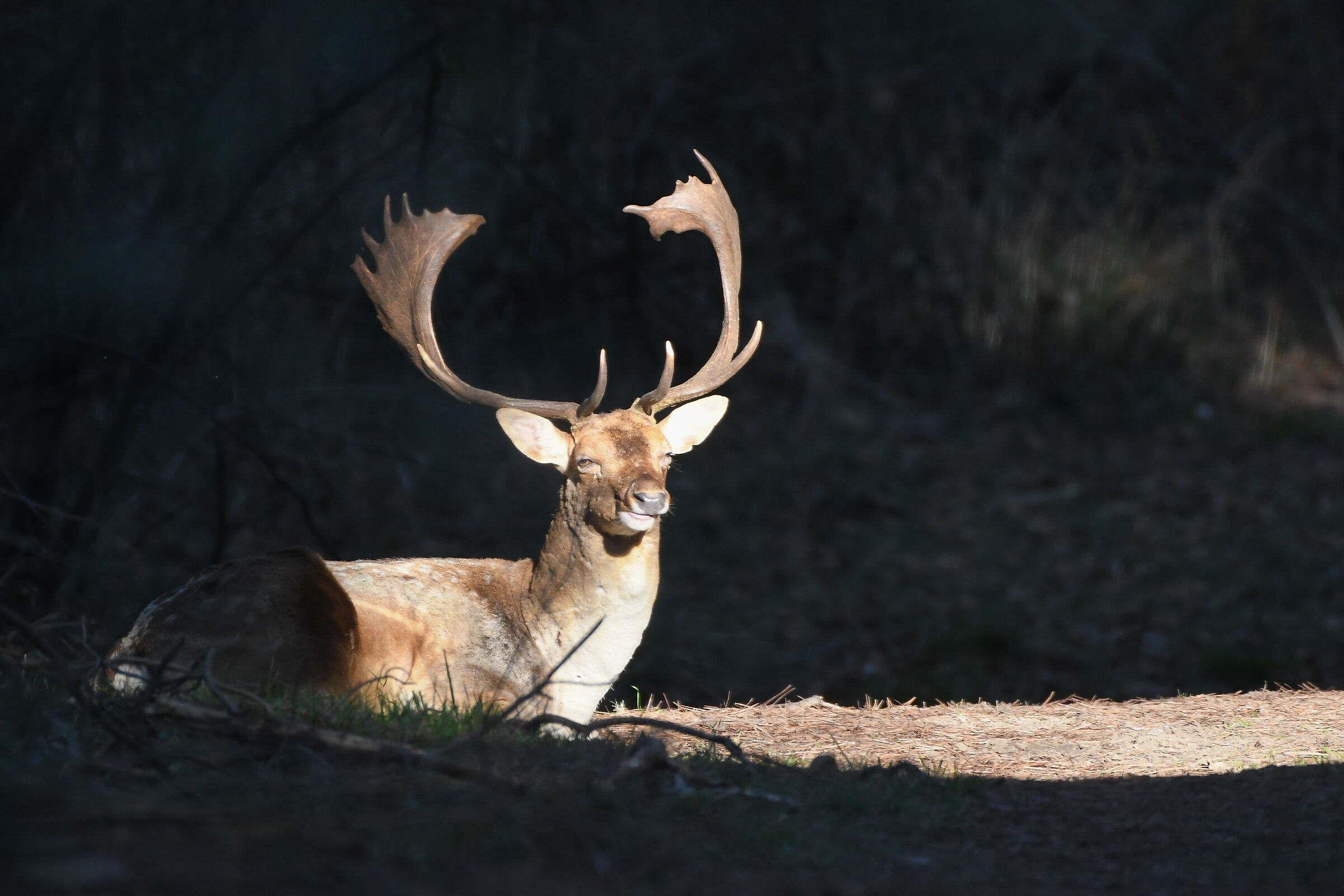 Un daino si gode una giornata di sole autunnale