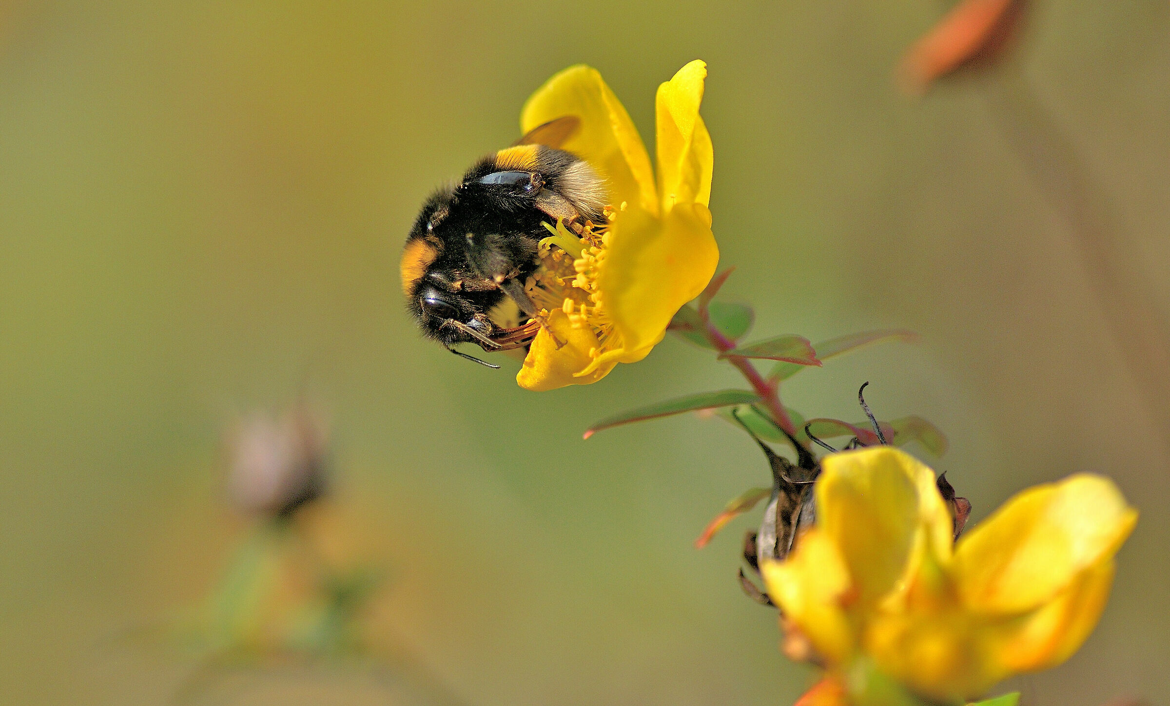 The Hungry Bumblebee...