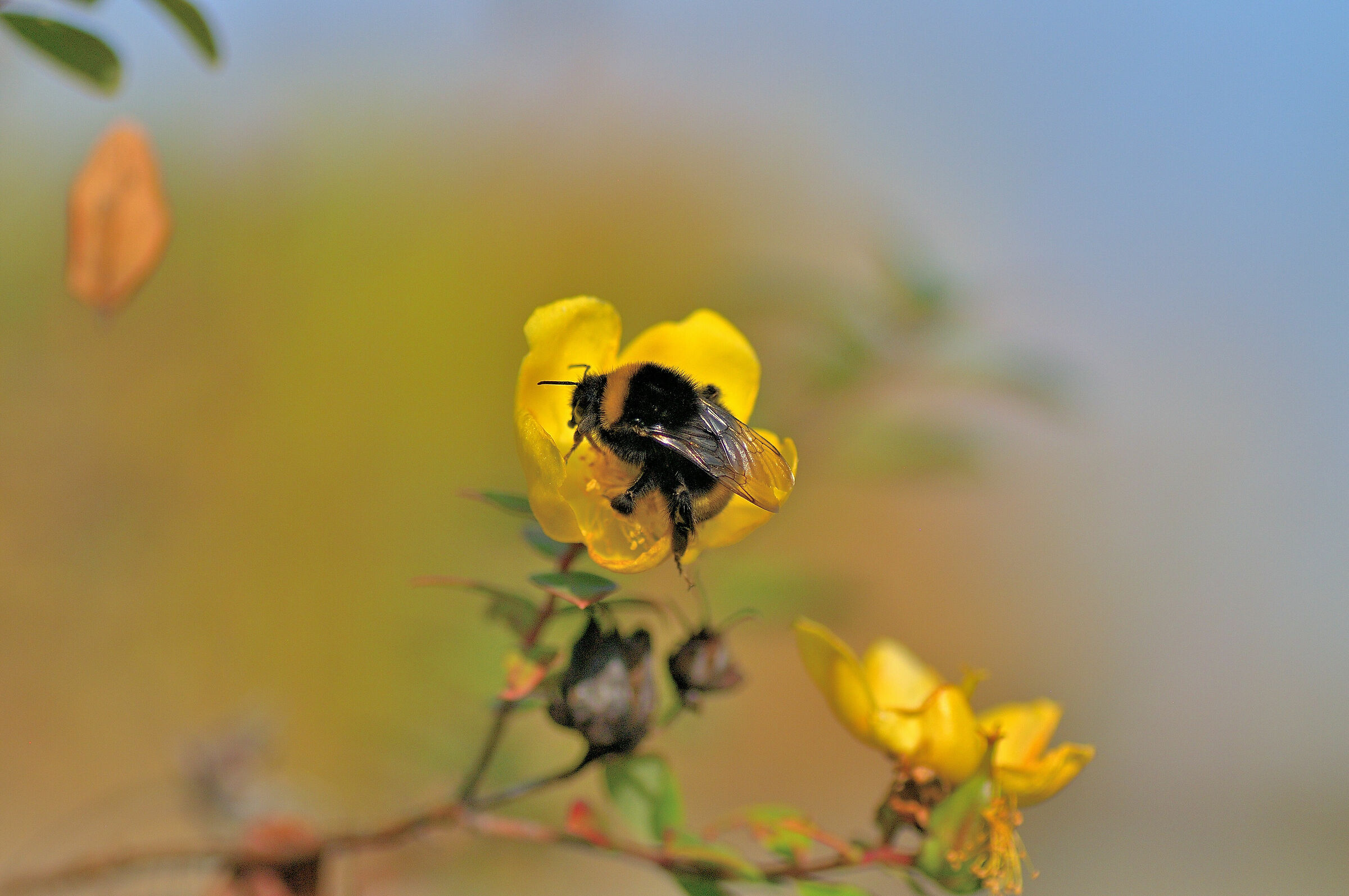The Bombo Affamto...