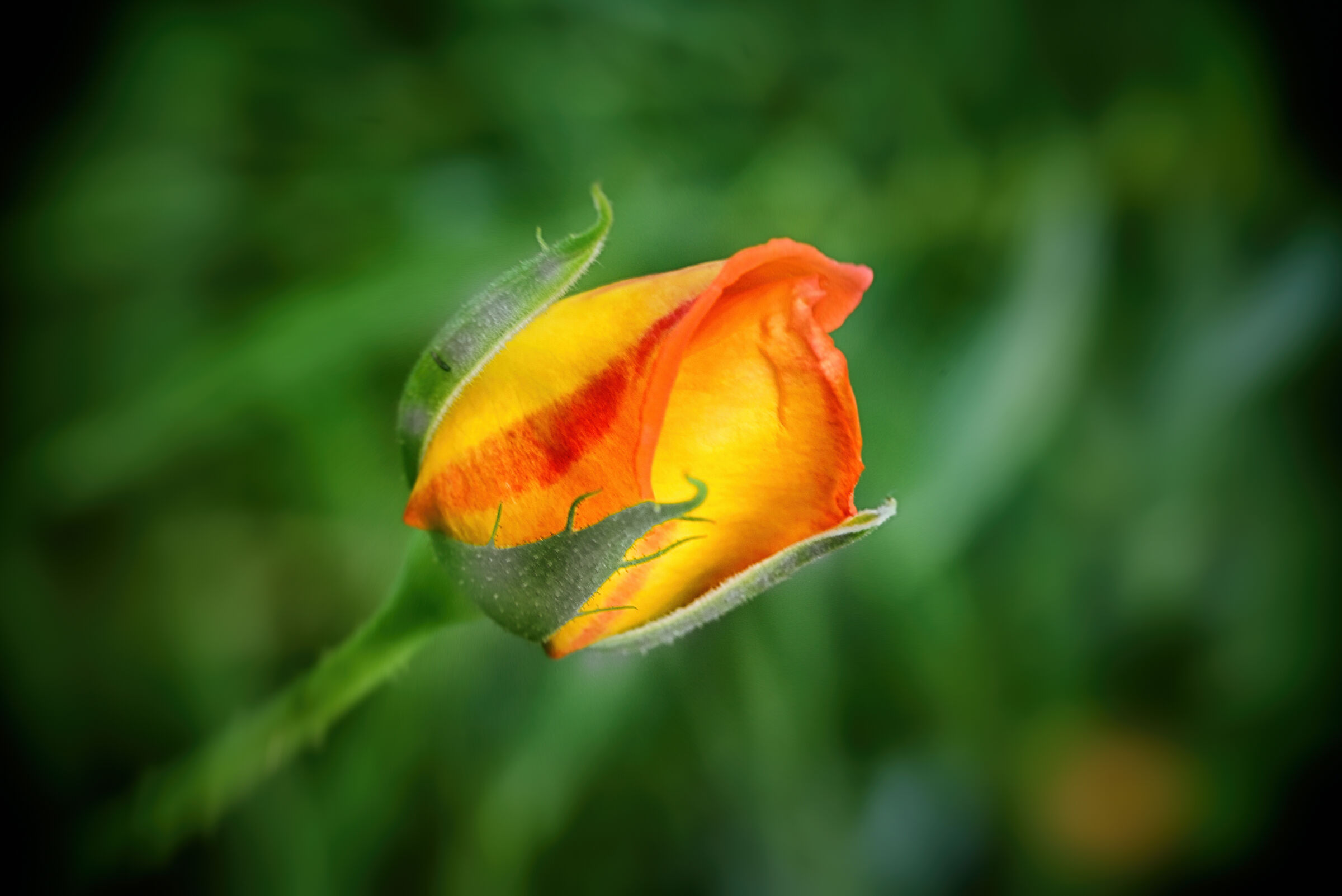 In the midst of chaos