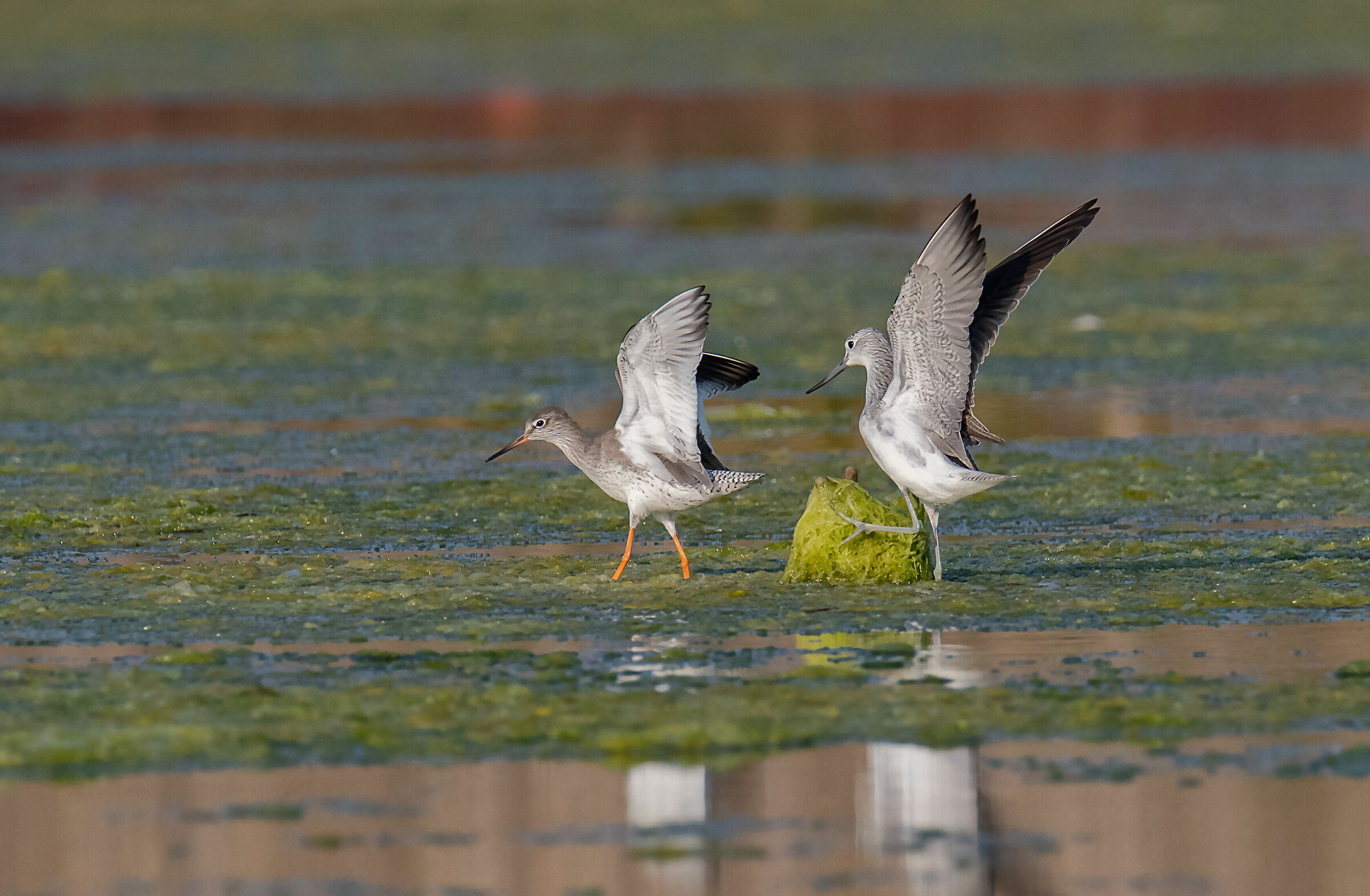 Pantana and Totano moro