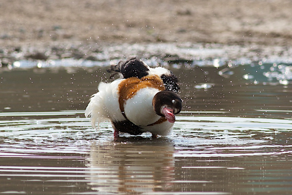 Volpoca che fa il bagno
