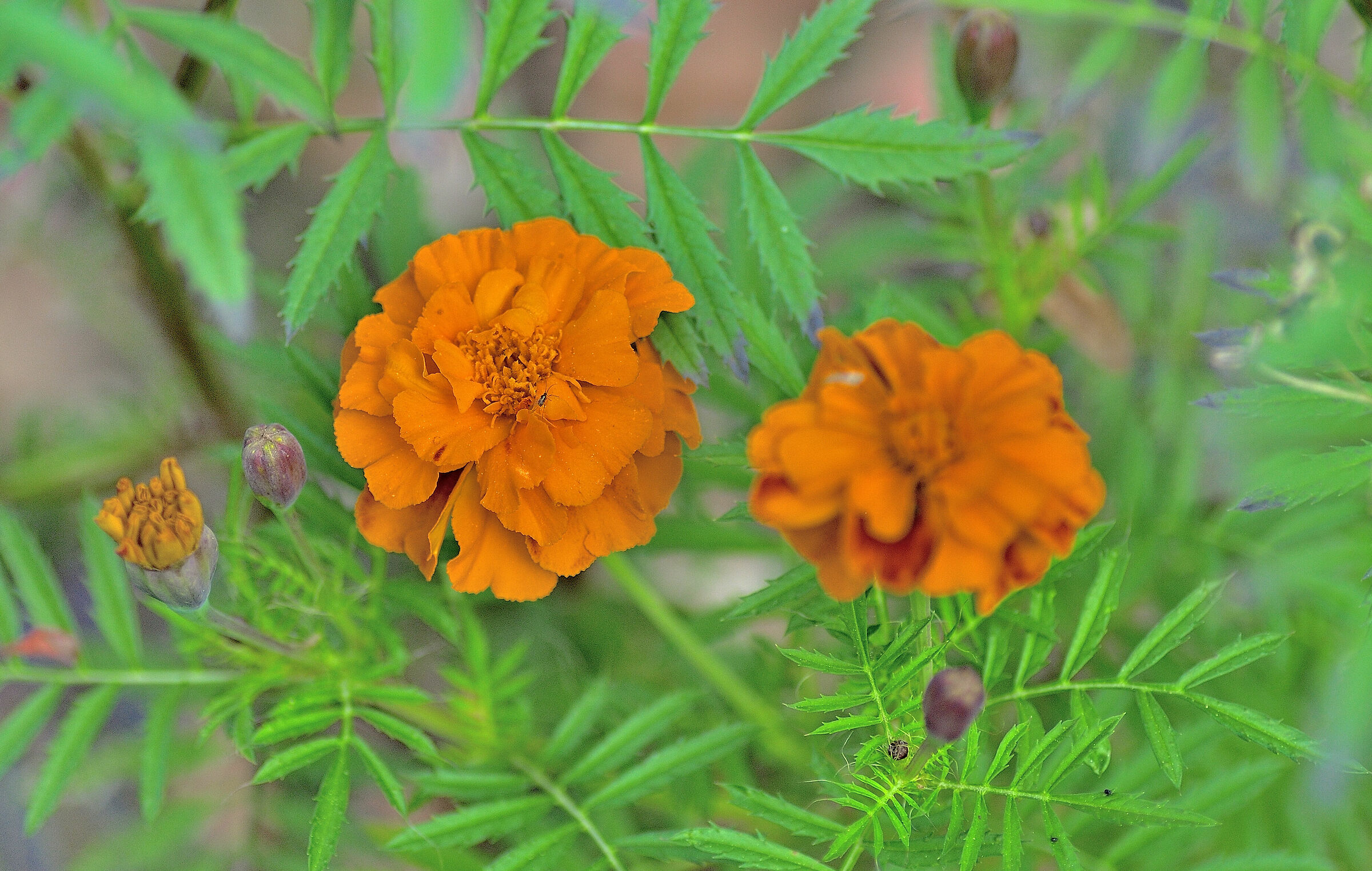 The latest colors of Autumn...