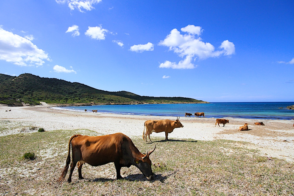 Costa di Teulada  - Sardegna sud occidentale