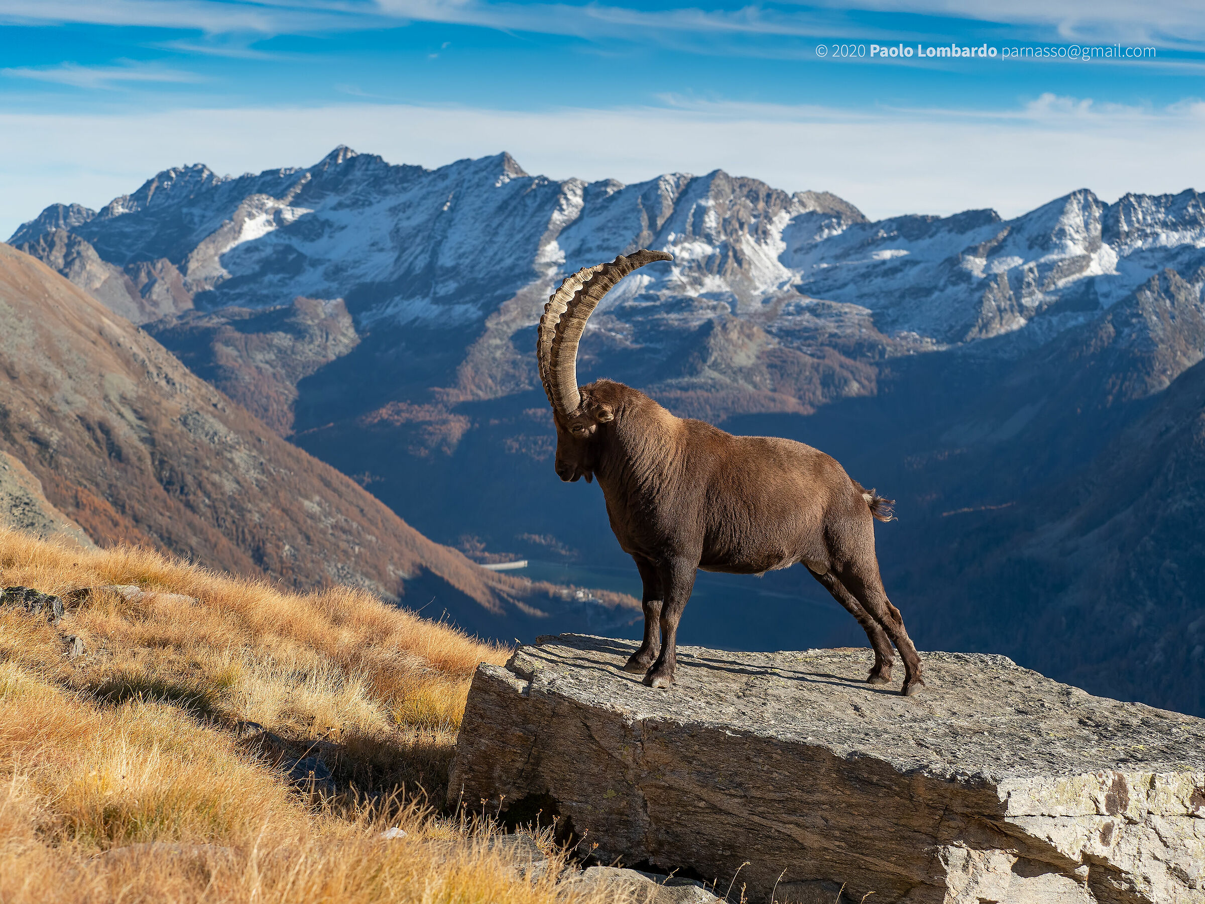 Ibex Goat - Steinbock - Ibex