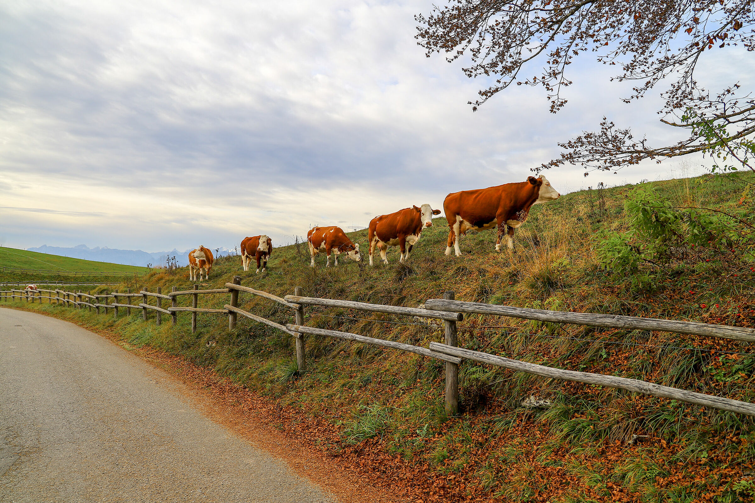 Tutte in fila distamziate