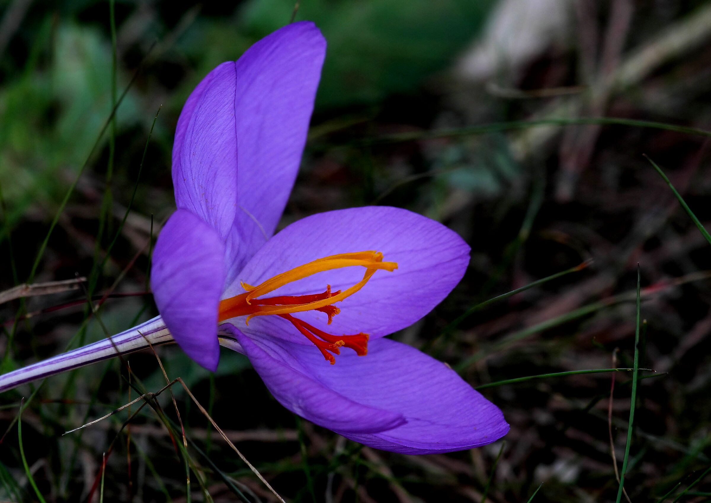 Crocus