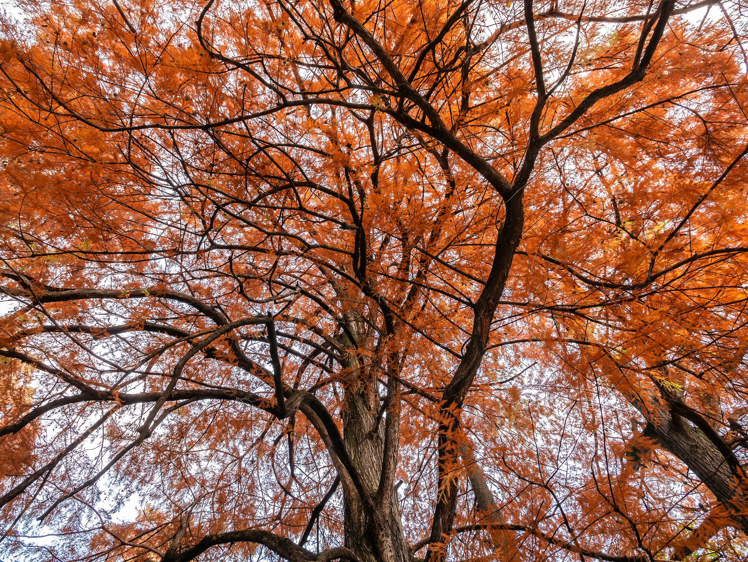 Foliage - Giardini Pubblici Indro Montanelli - Milan