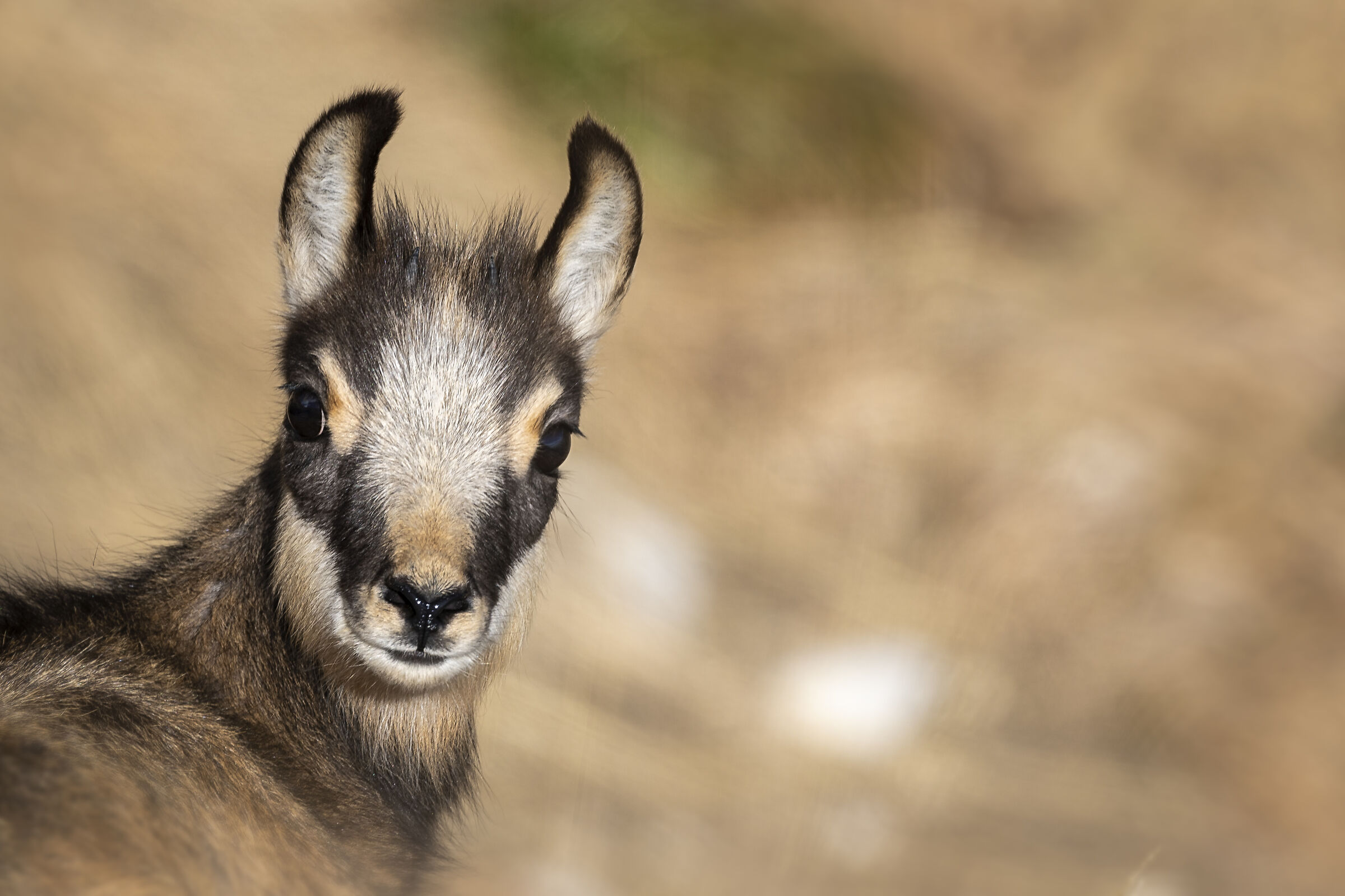 Il sole bacia i " Belli"