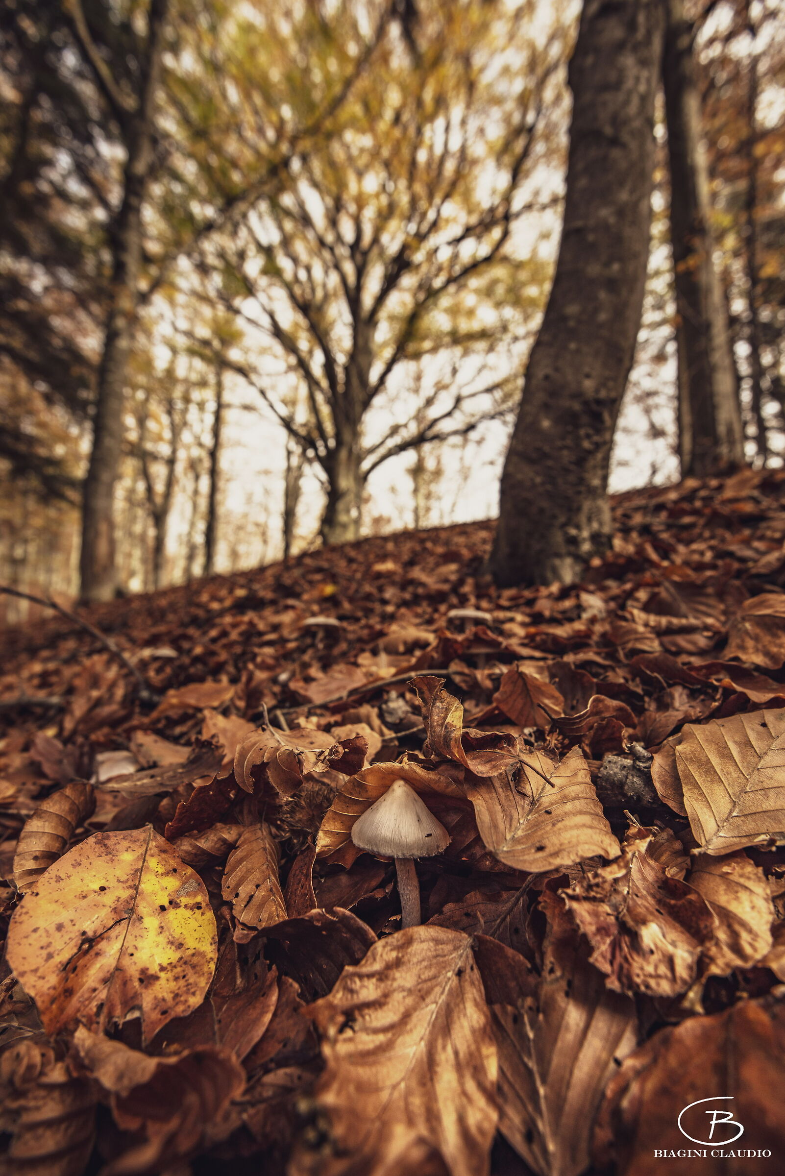 Il funghino e il faggione