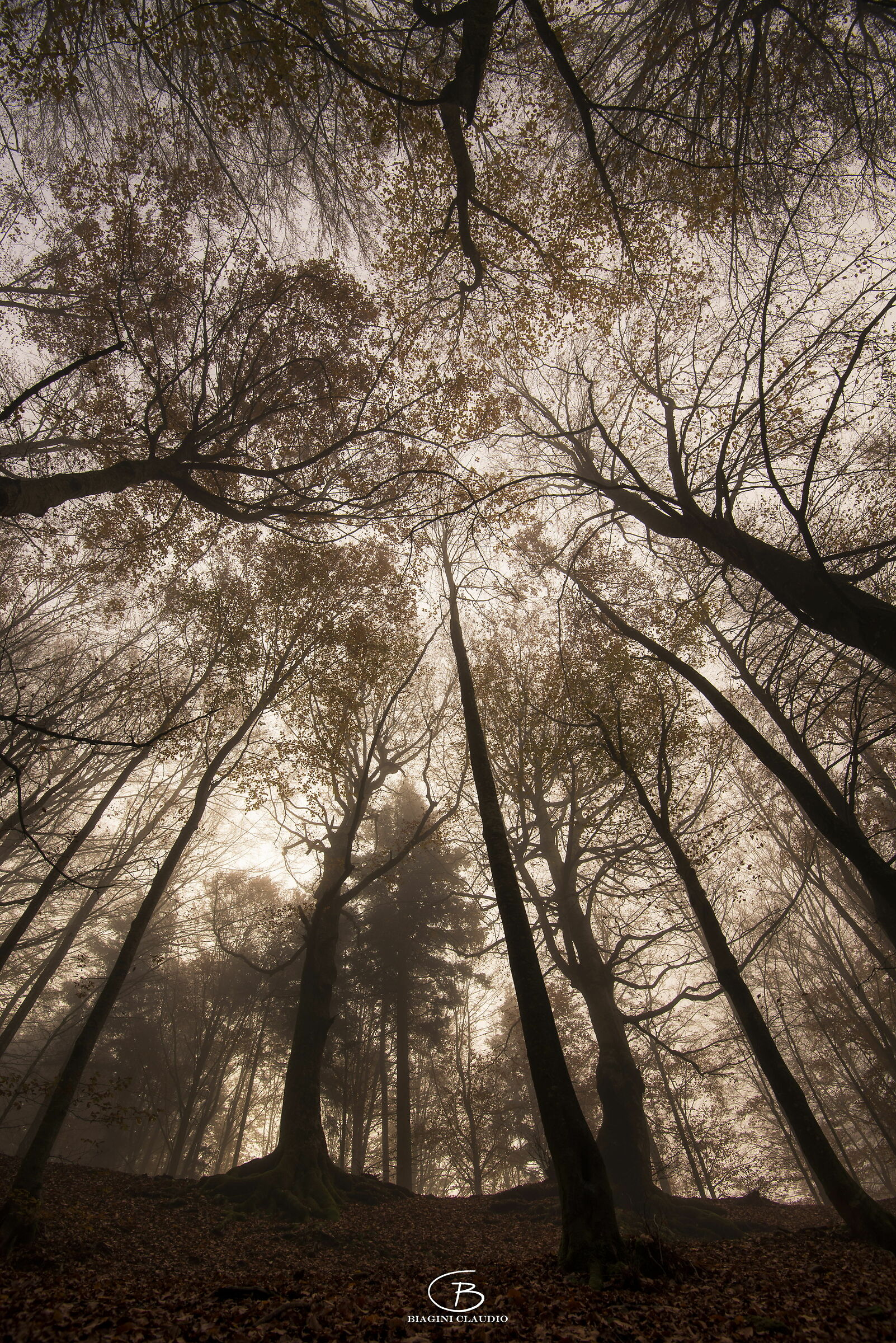 Giganti della foresta