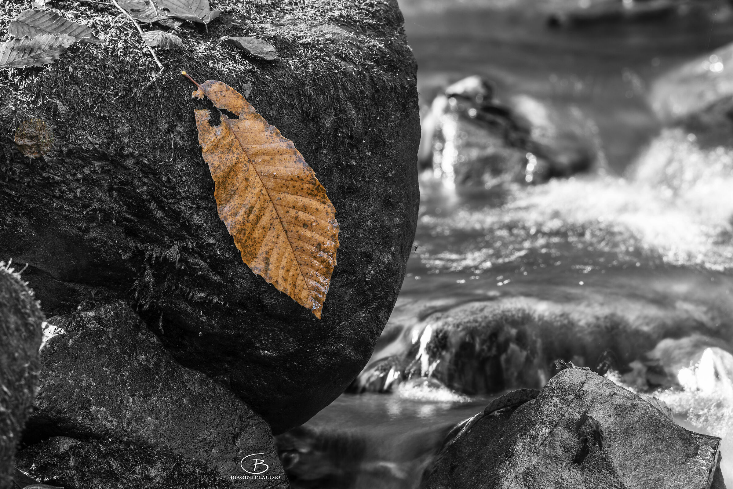 La foglia....