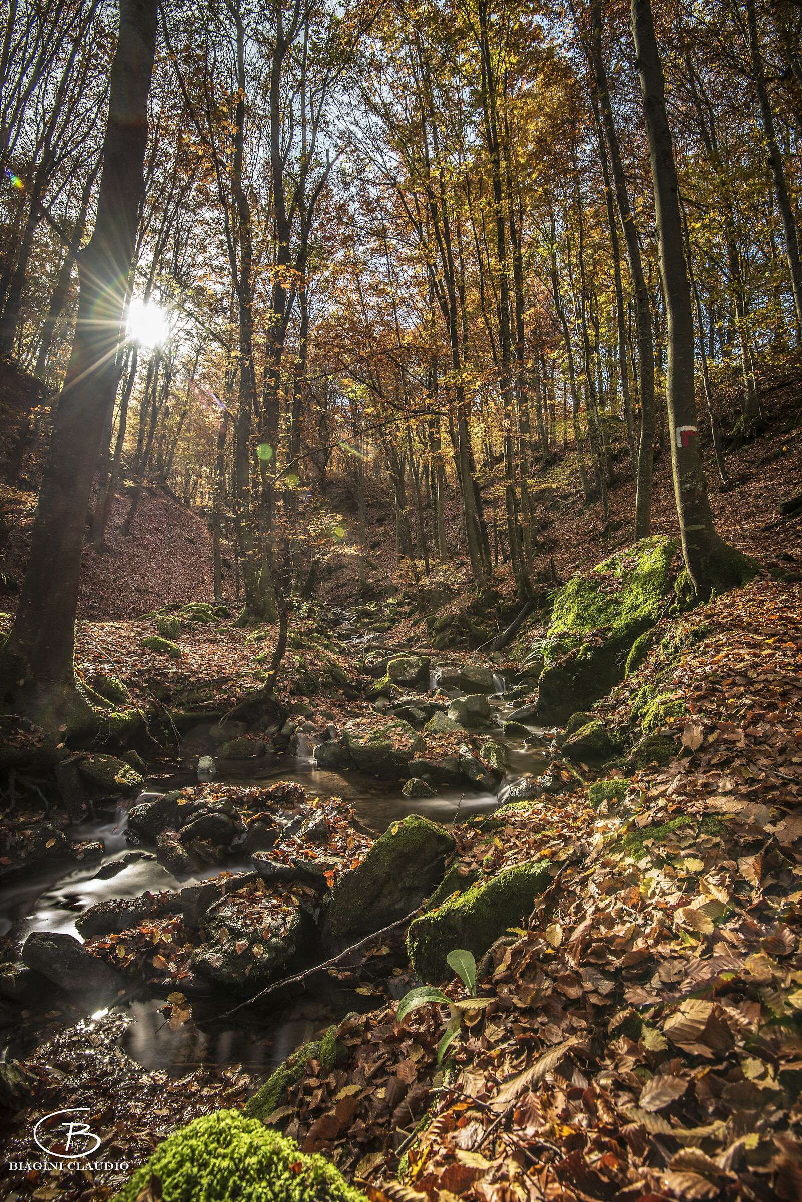 Raggi di luce nel ruscello