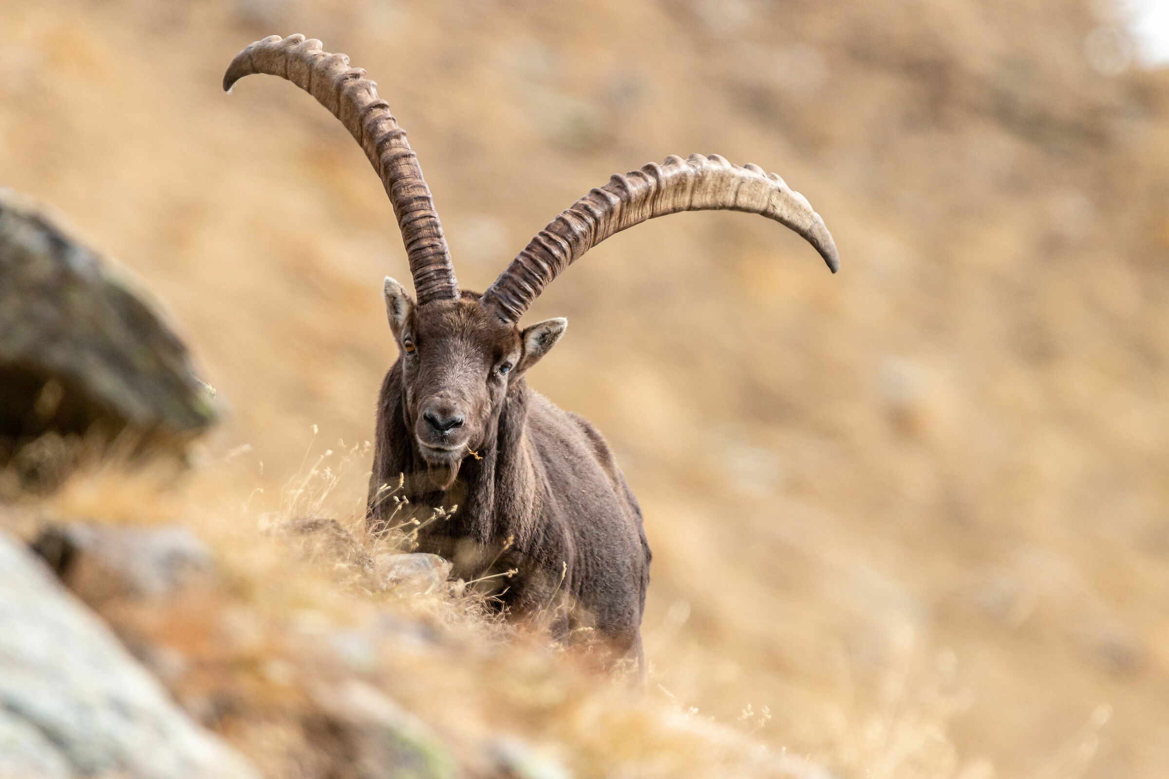 Matteo, il monòcolo