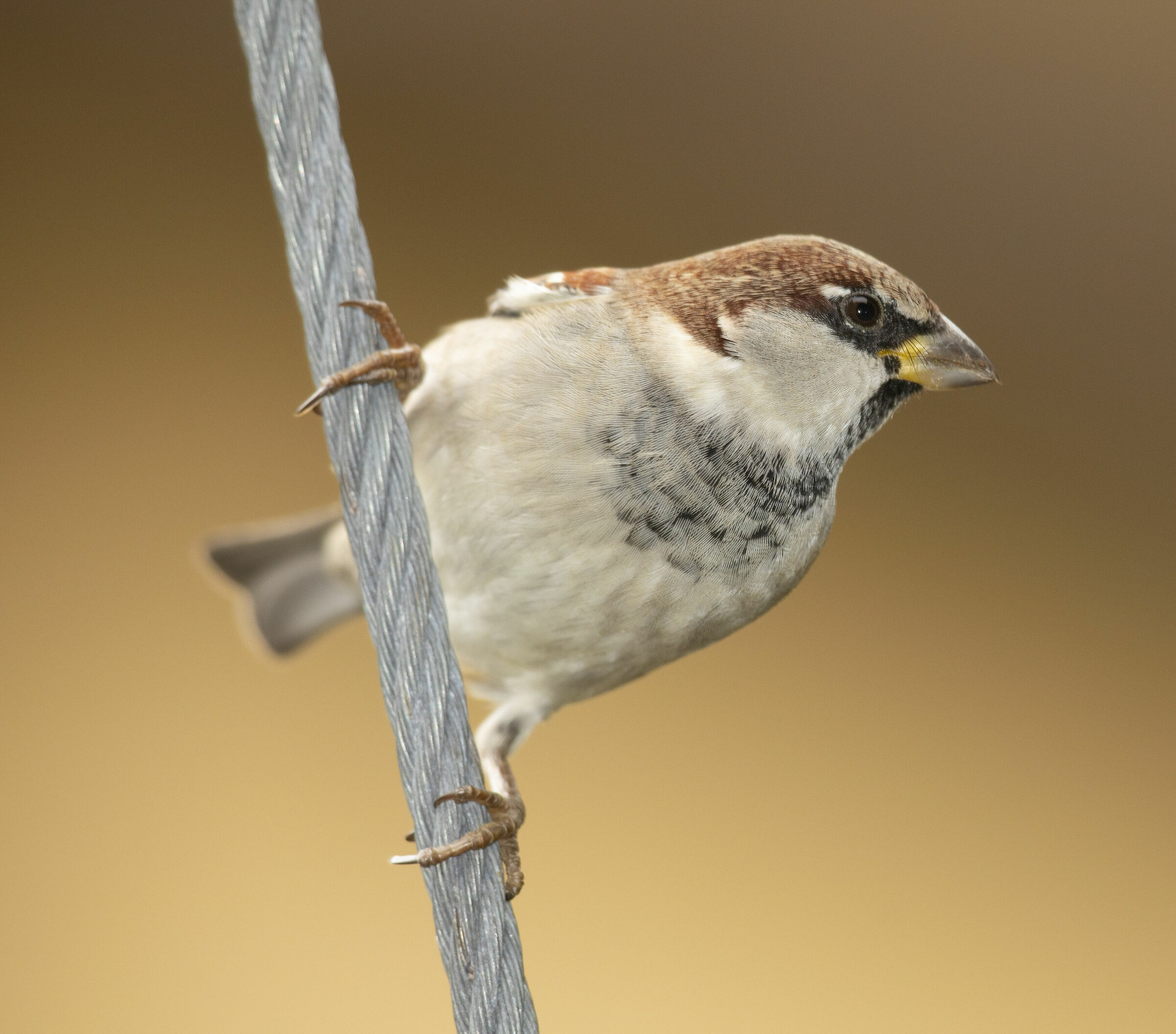 Common sparrow