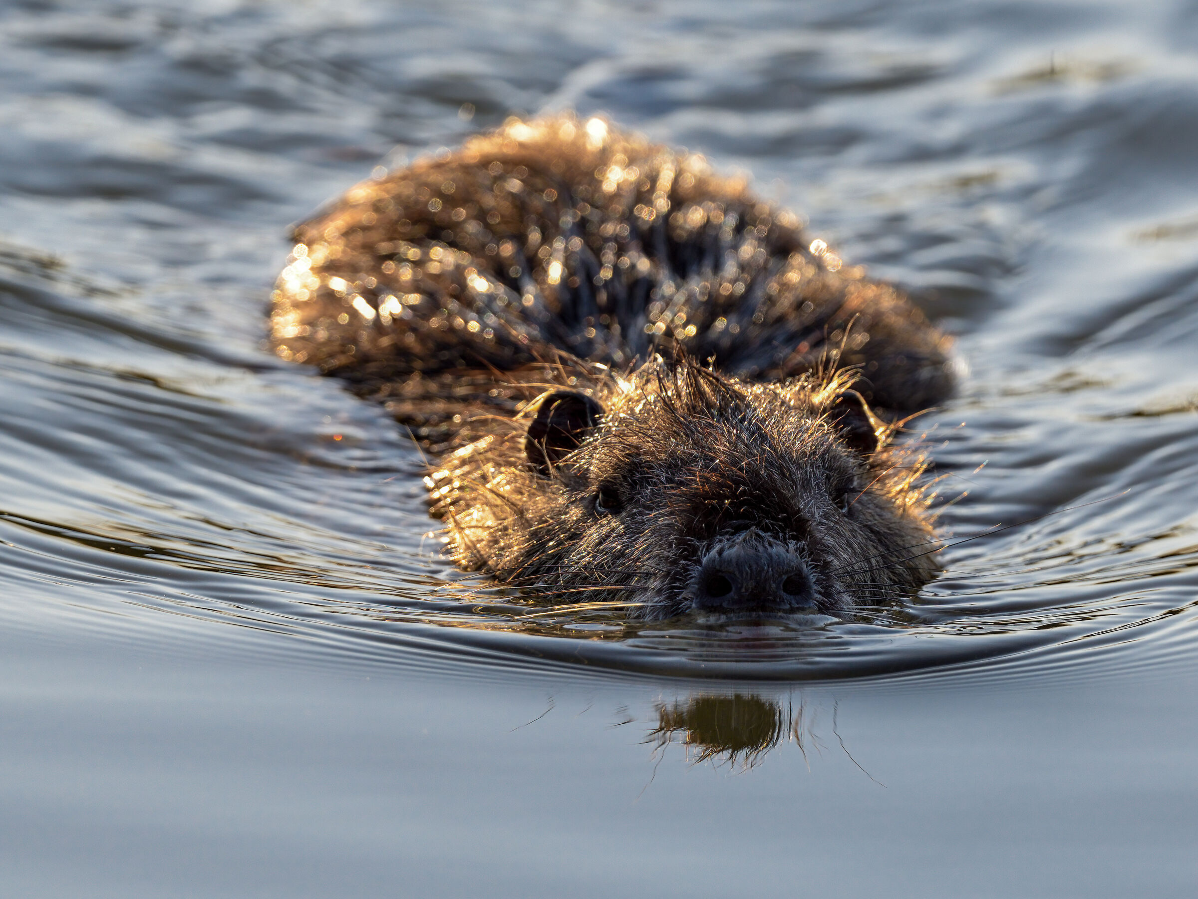 Se rinasco.. voglio nascere castoro!