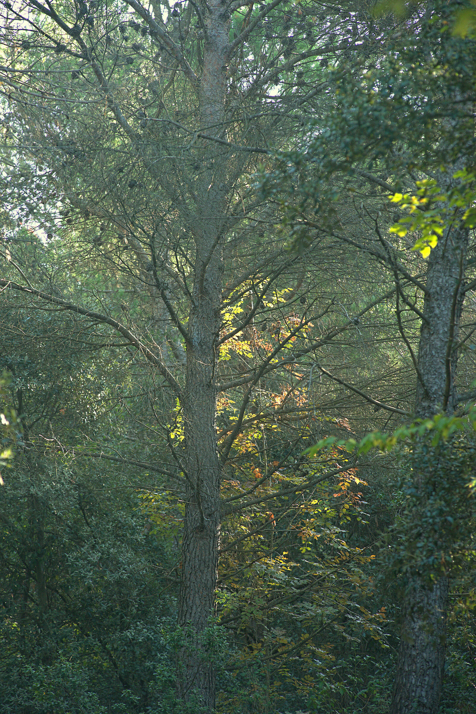 Conero Park Forest