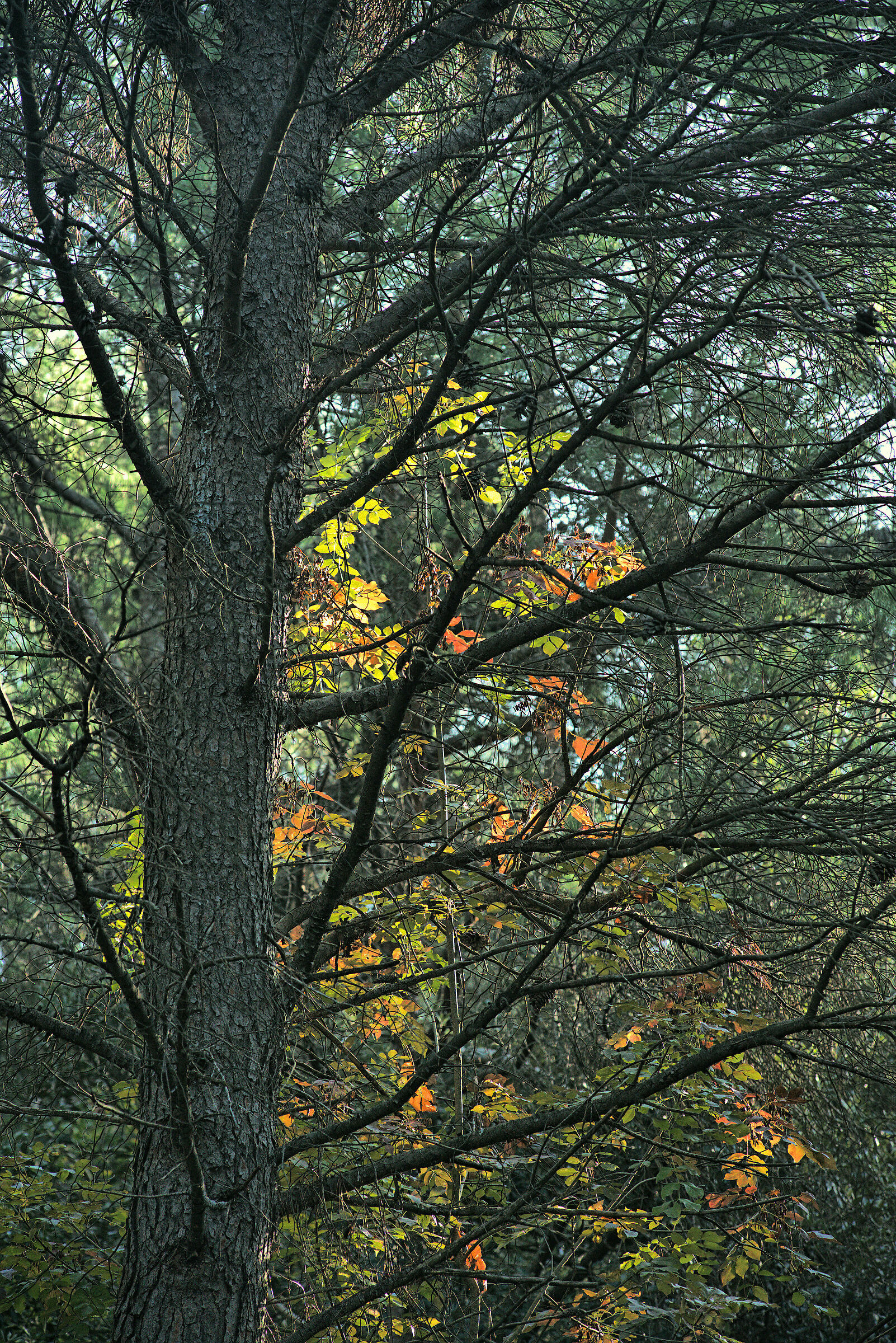 Conero Park Forest