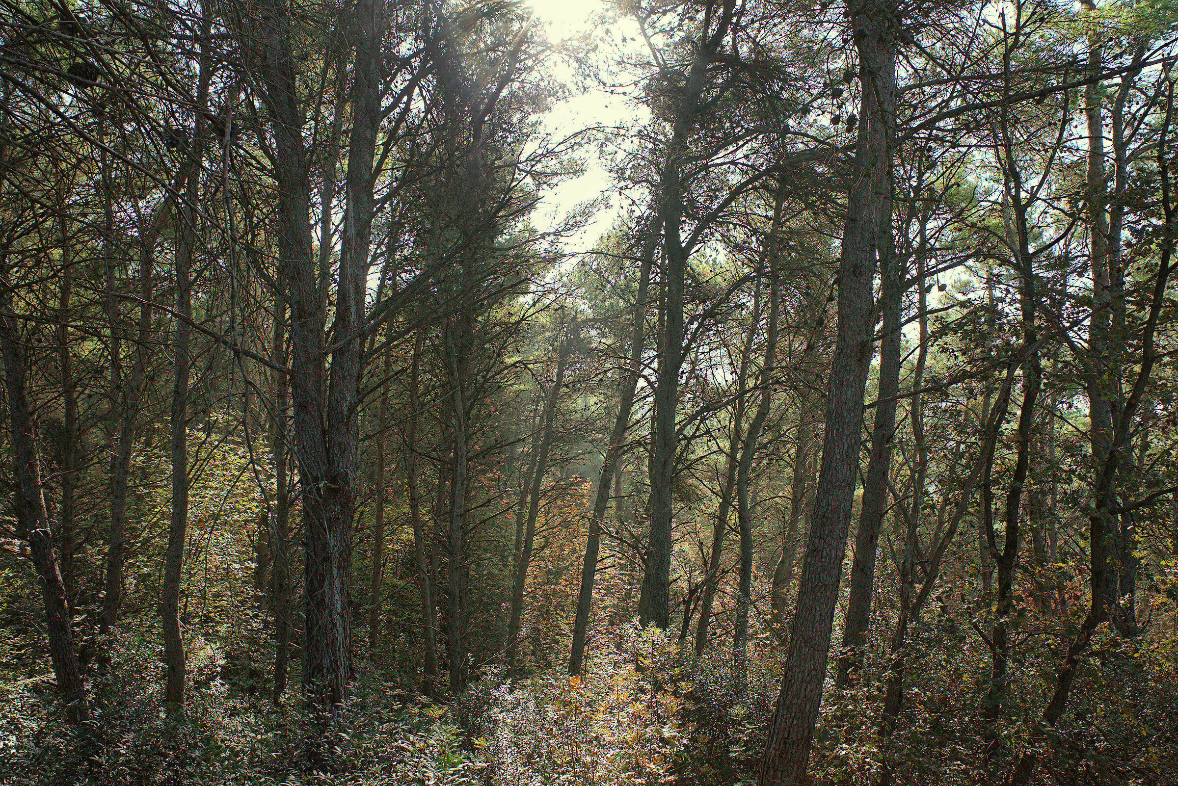 Conero Park Forest