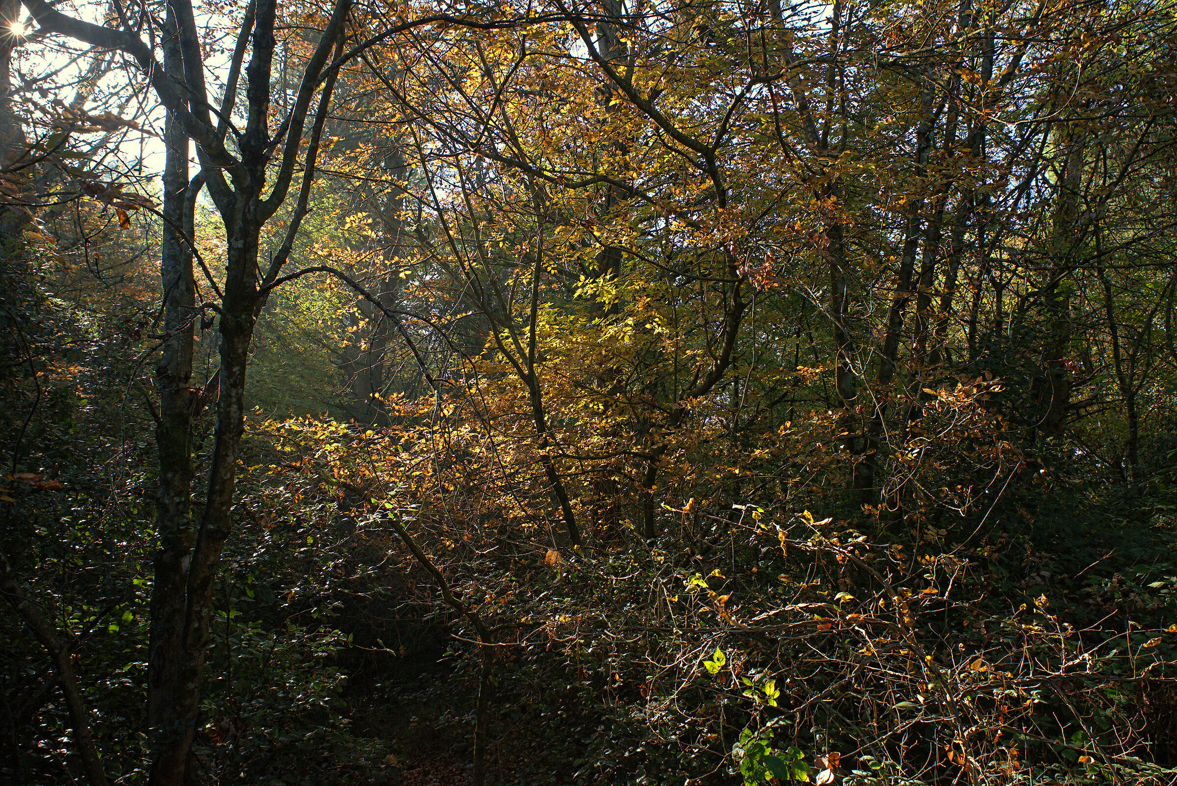 Conero Park Forest