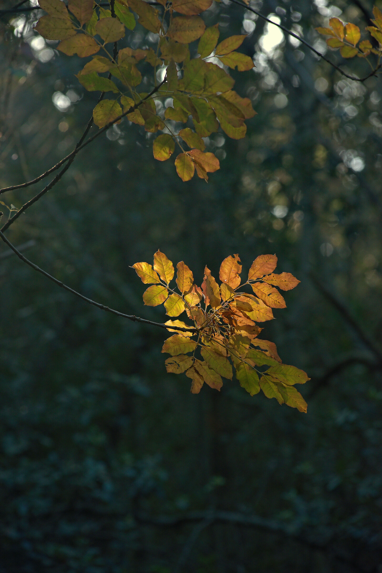 Conero Park Forest