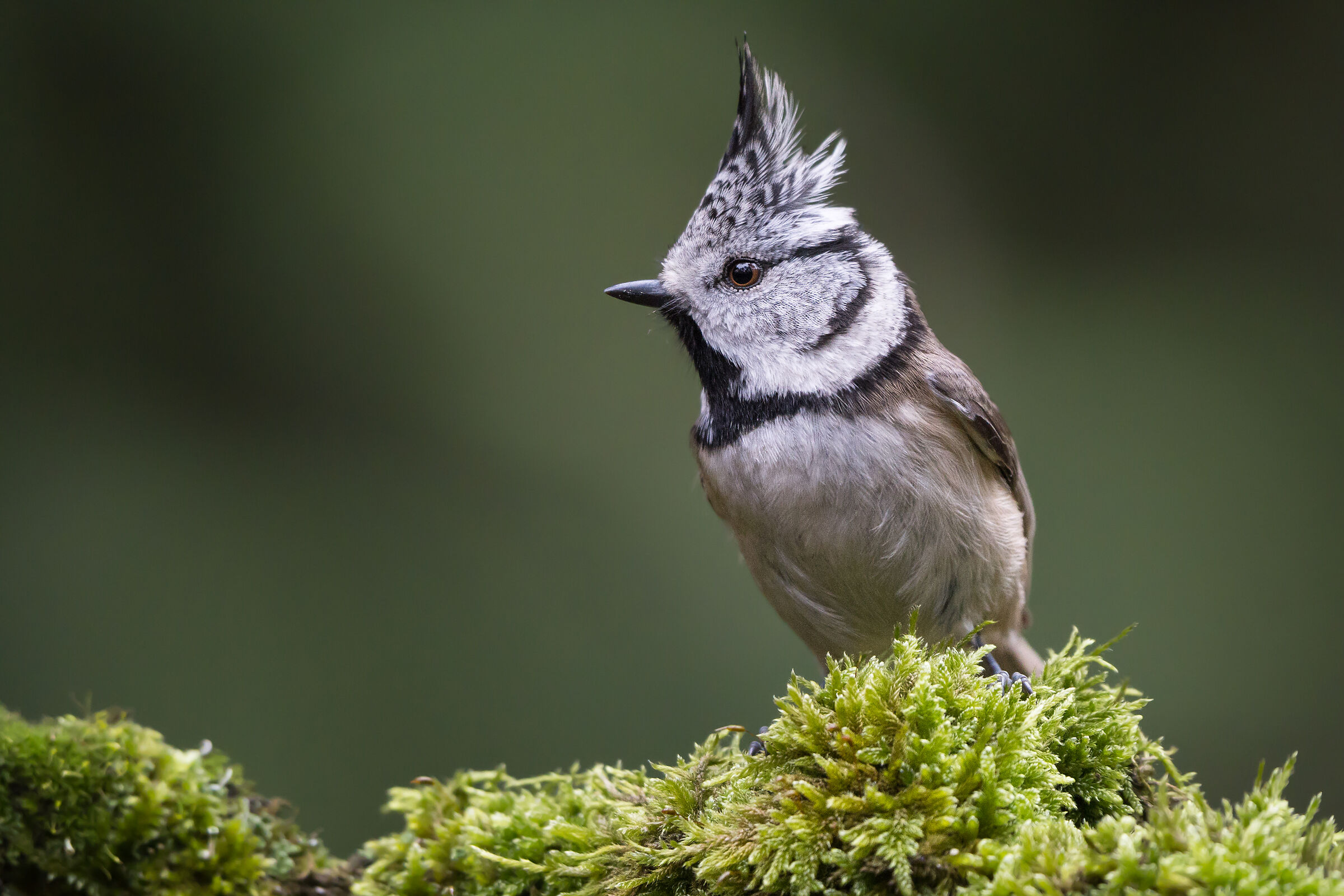 Crested tit (Lophophanes cristatus)