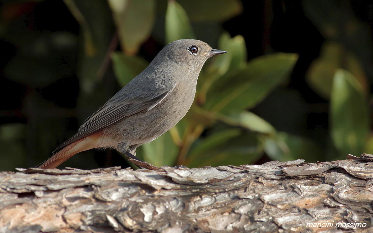 Codirosso spazzacamino F(Phoenicurus ochruros)