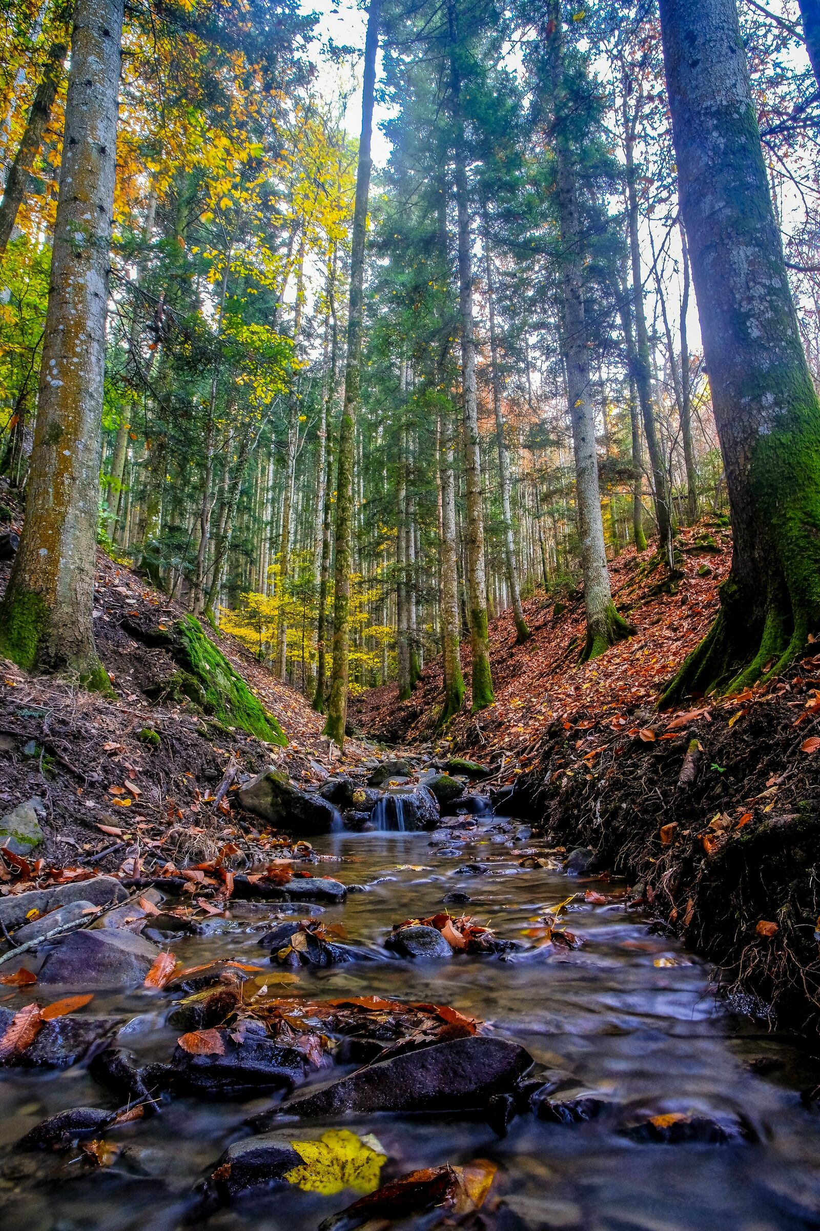 La leggenda del torrente e della foglia gialla