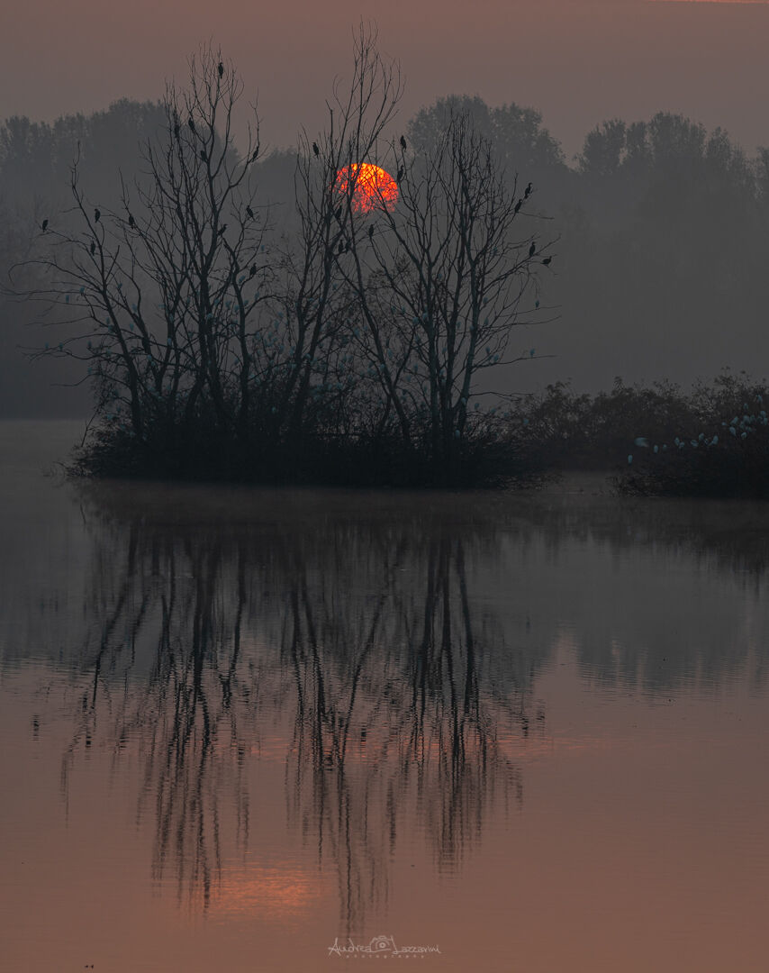foggy dawn