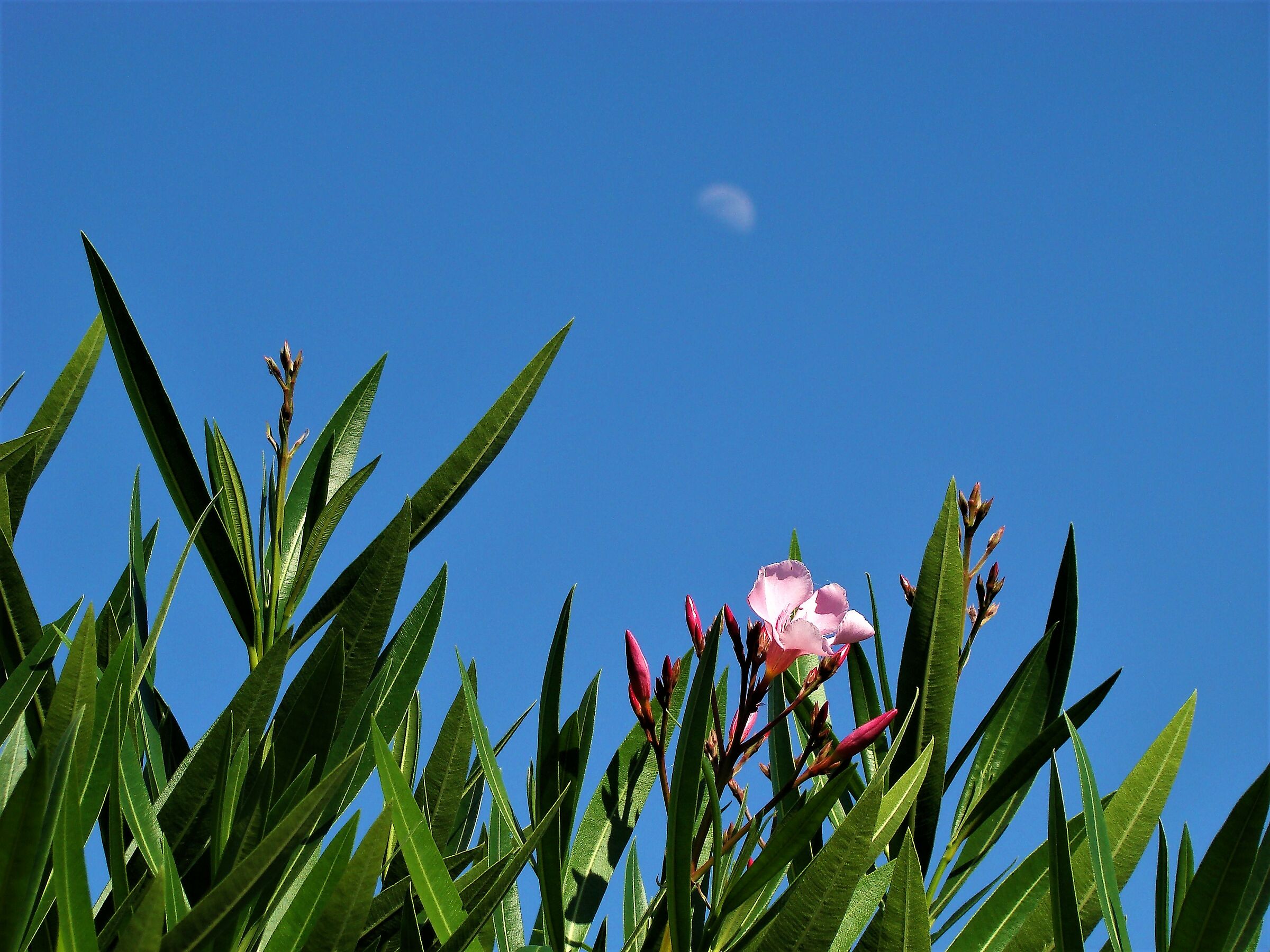 Moon