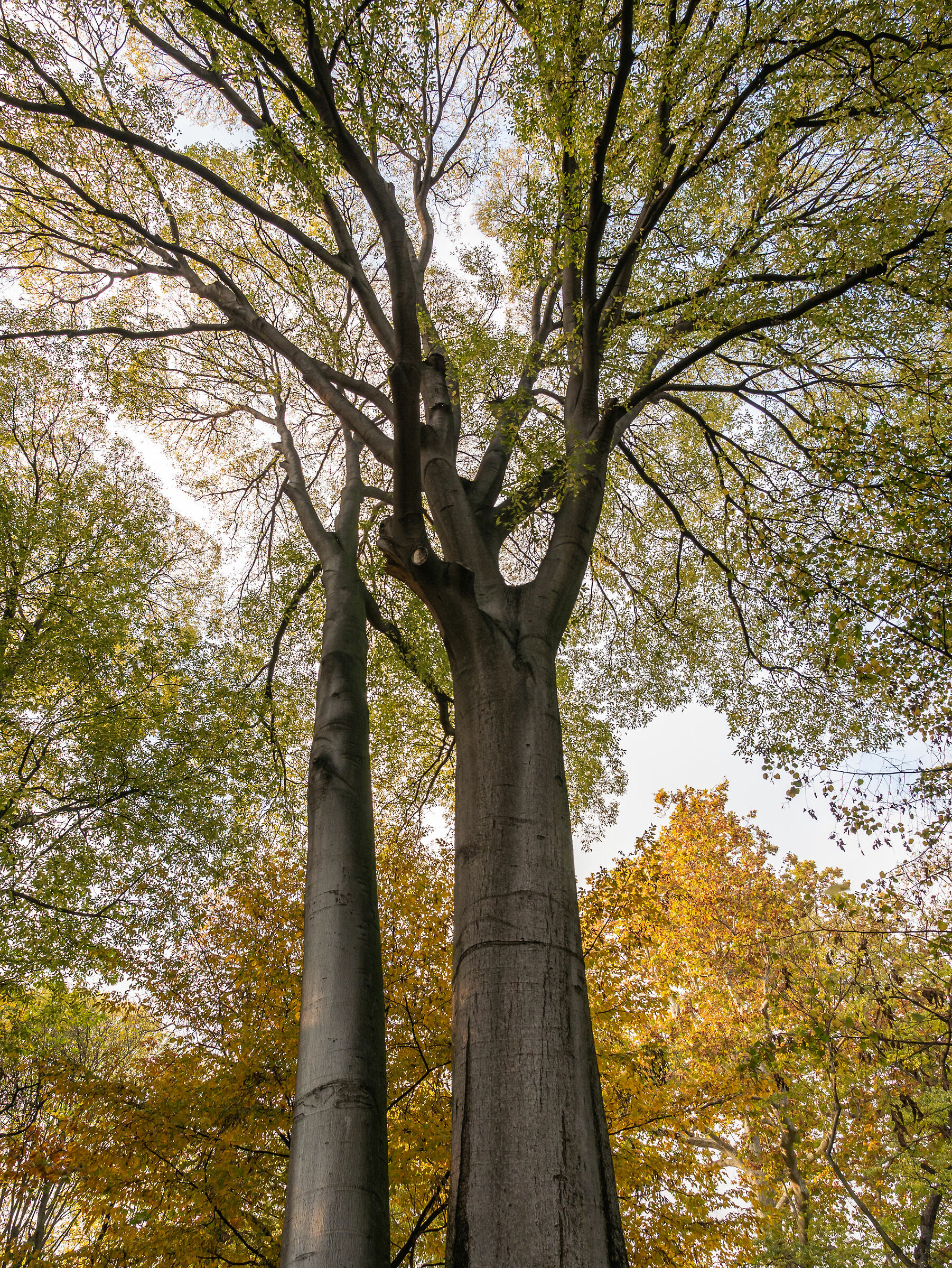 Foliage - Garden of villa Belgiojoso Bonaparte