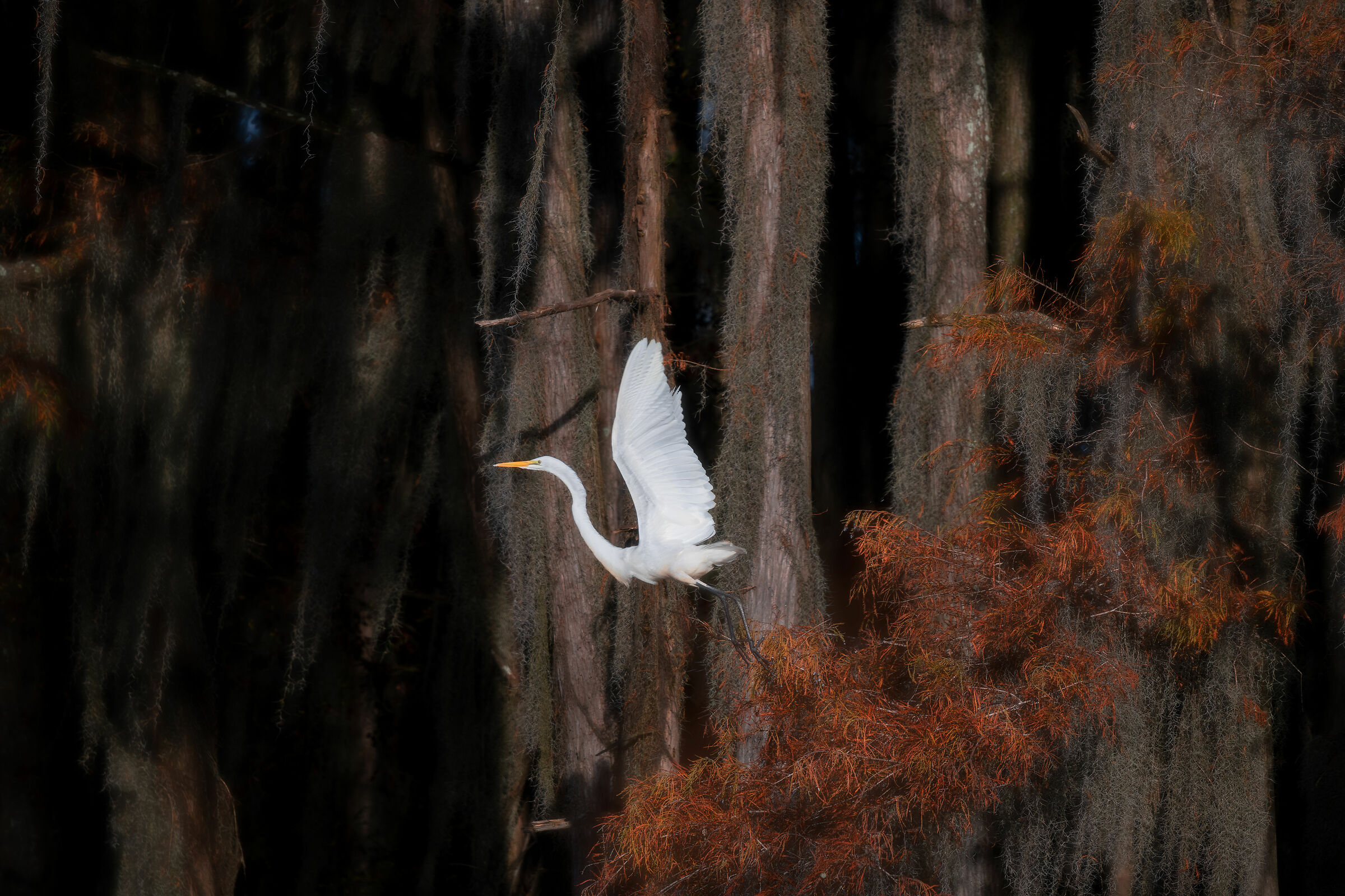 White Heron