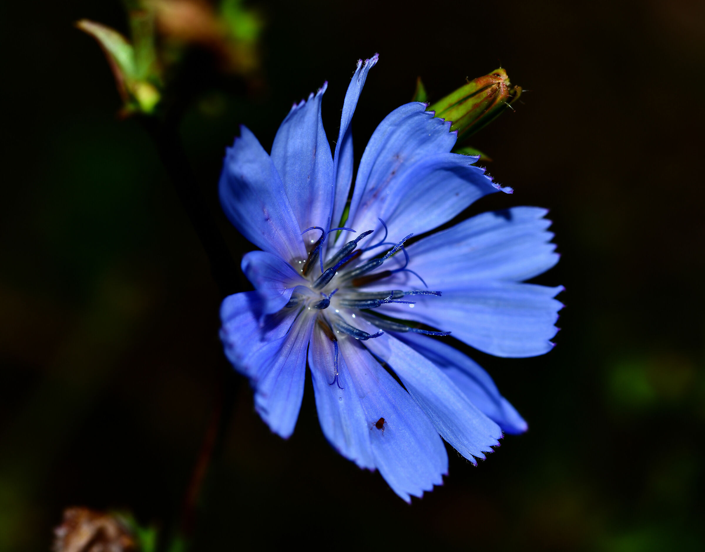 Ultime fioriture n.2