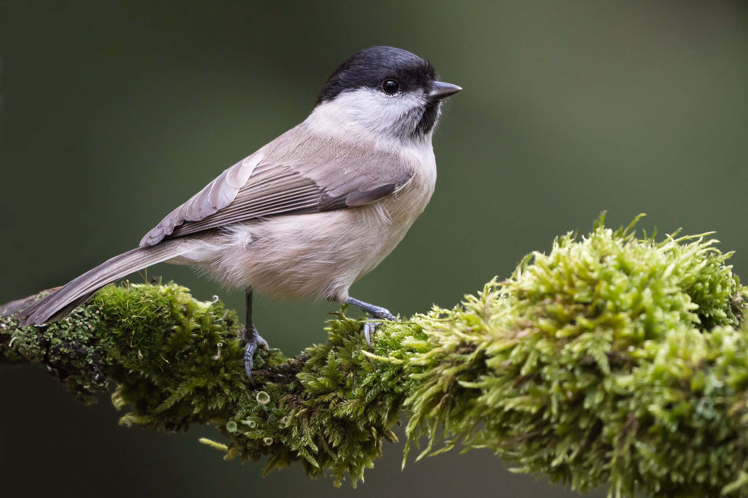 Marsh tit (Poecile palustris)