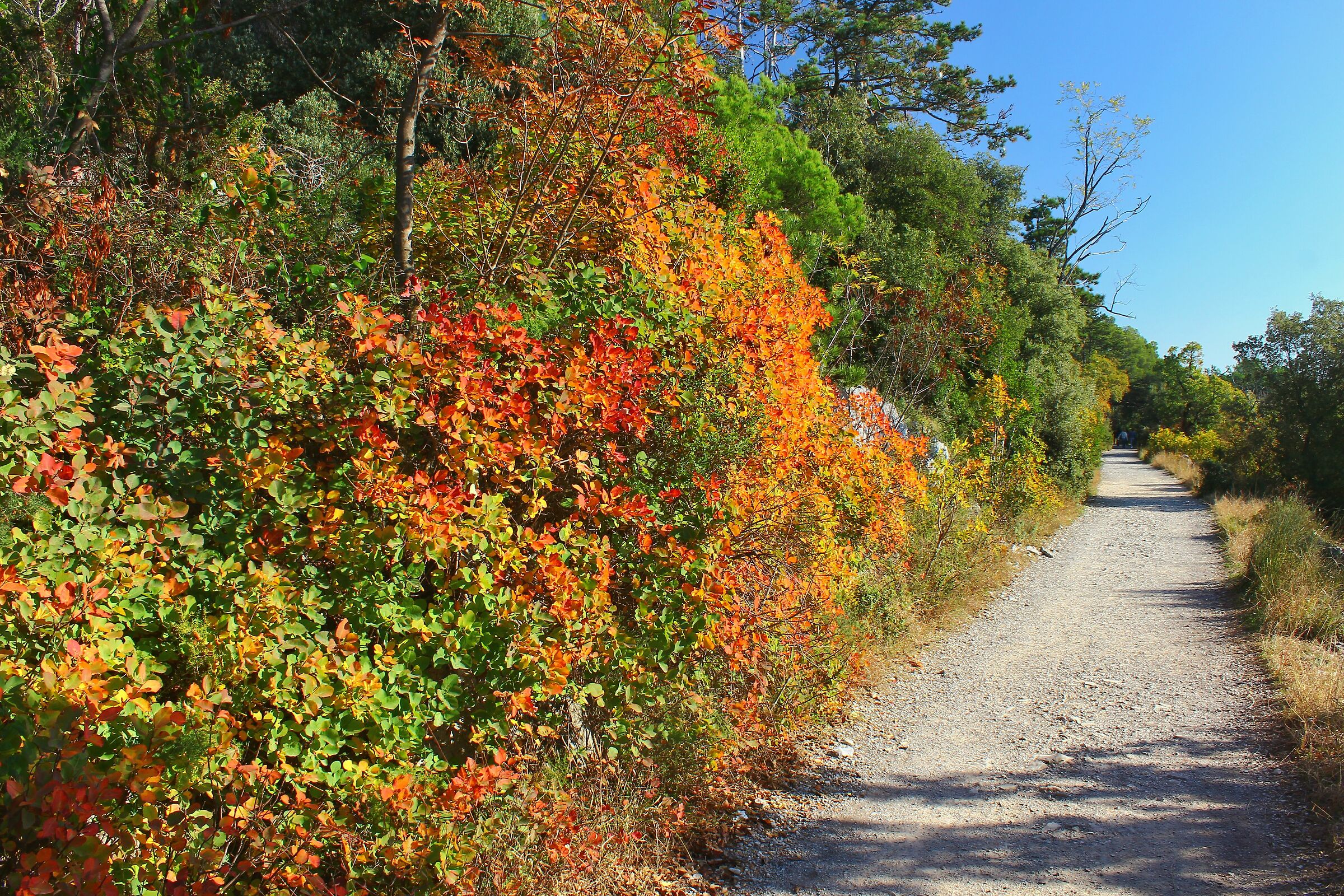 Lungo il sentiero della salvia