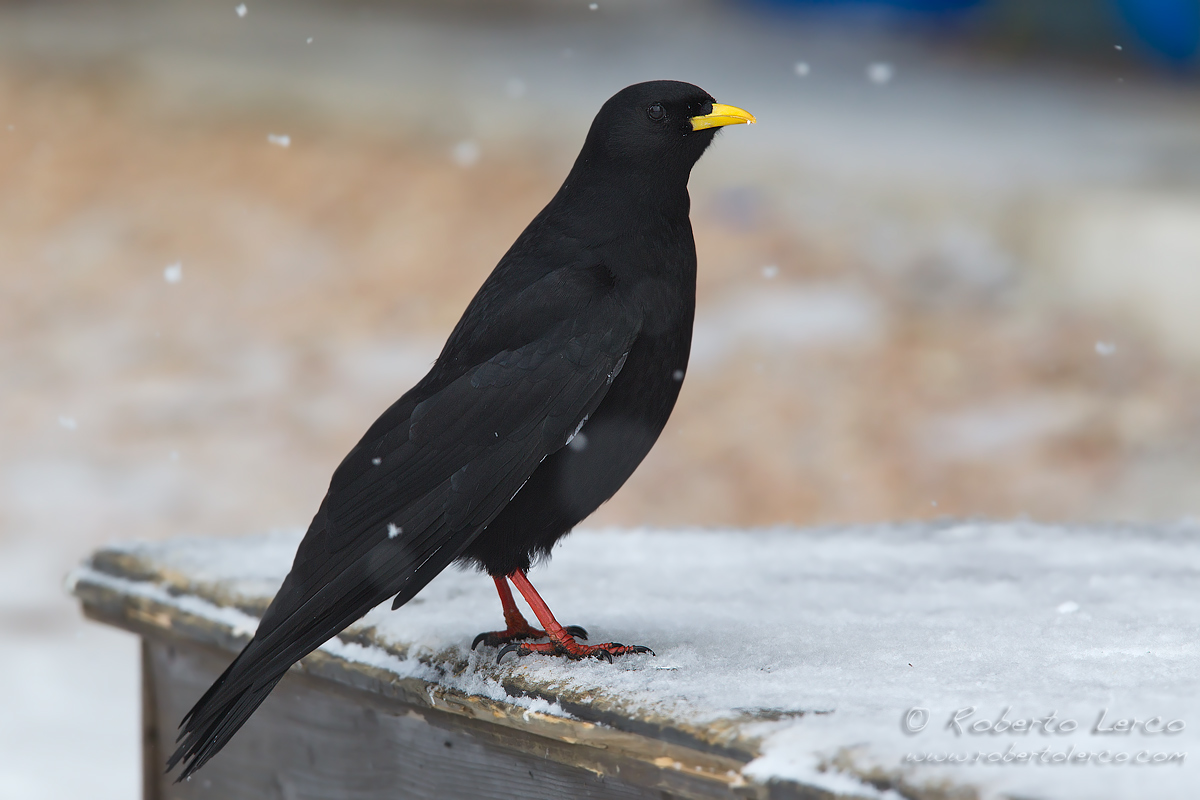 Chough in the snow