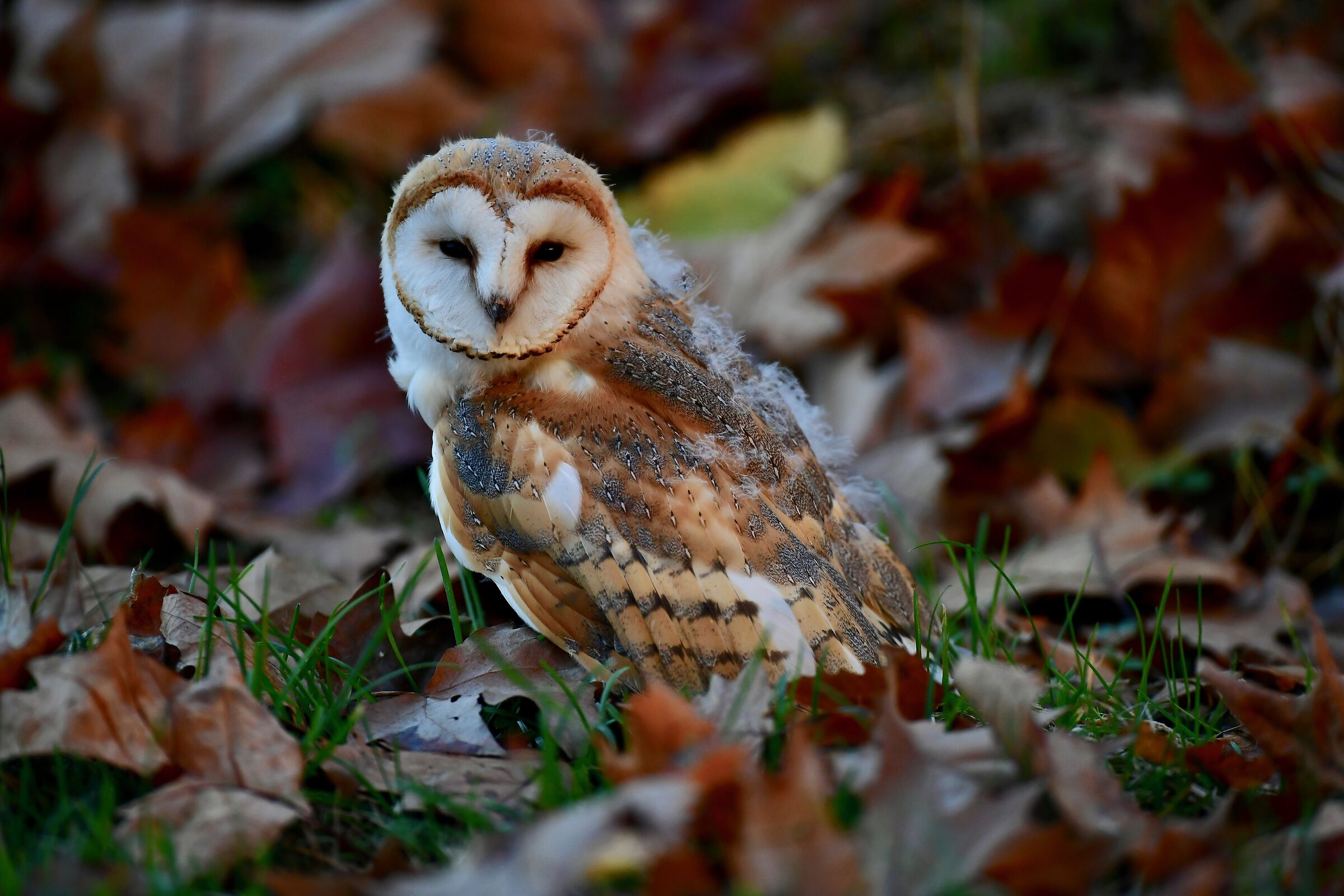 Barbagianni all'imbrunire