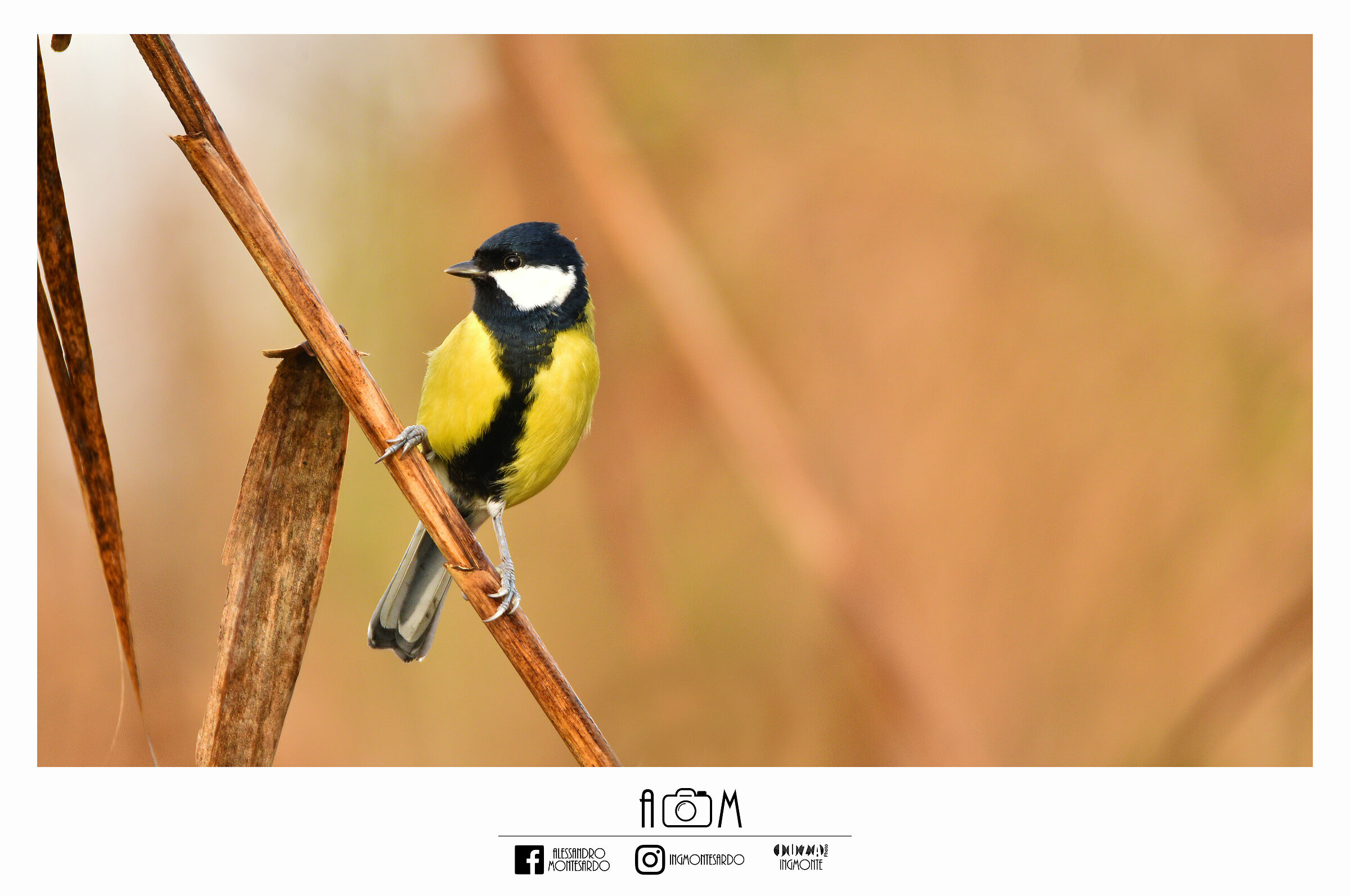 La cinciallegra (Parus major) - Lombardia Ottobre 2020