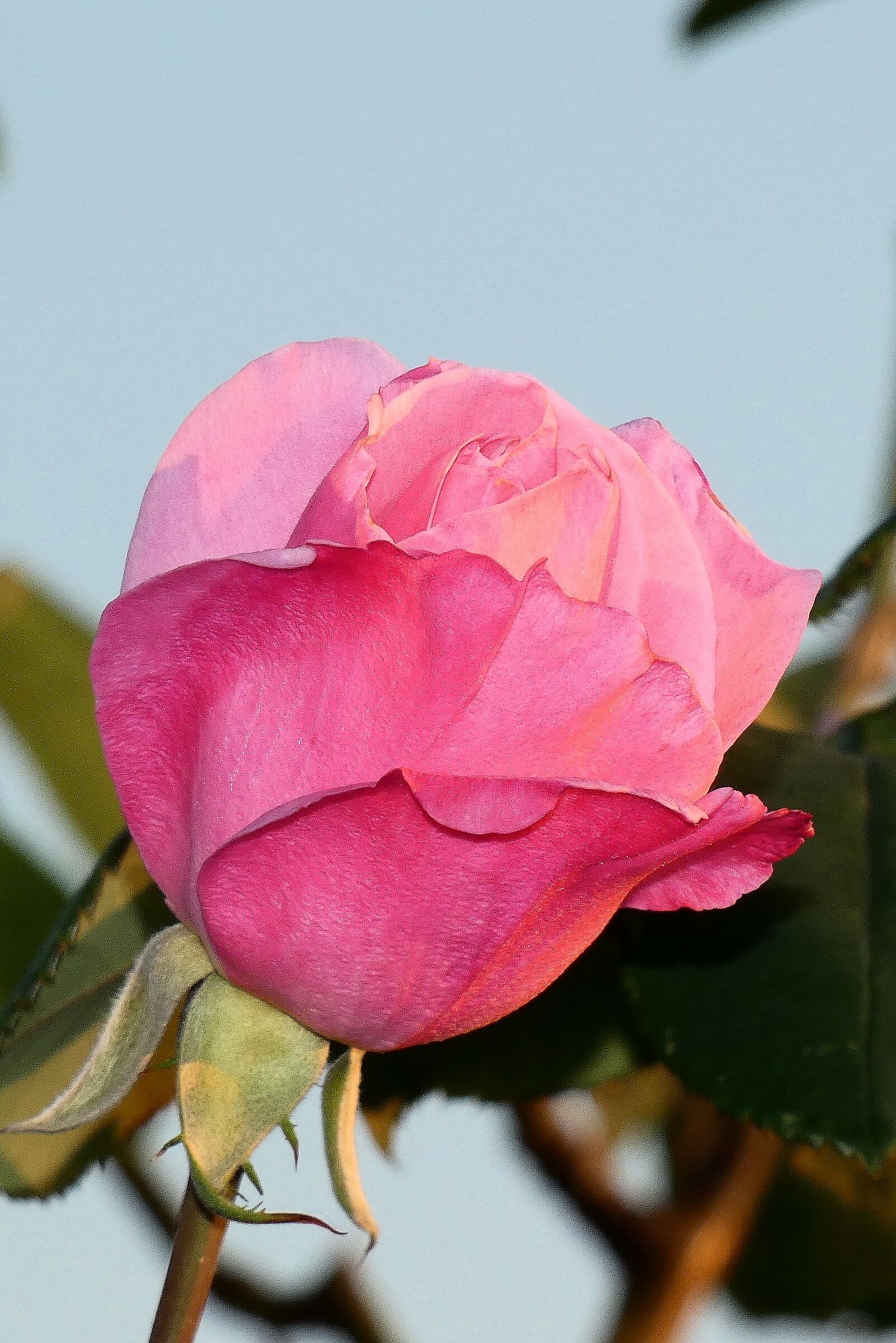 Rosa pink