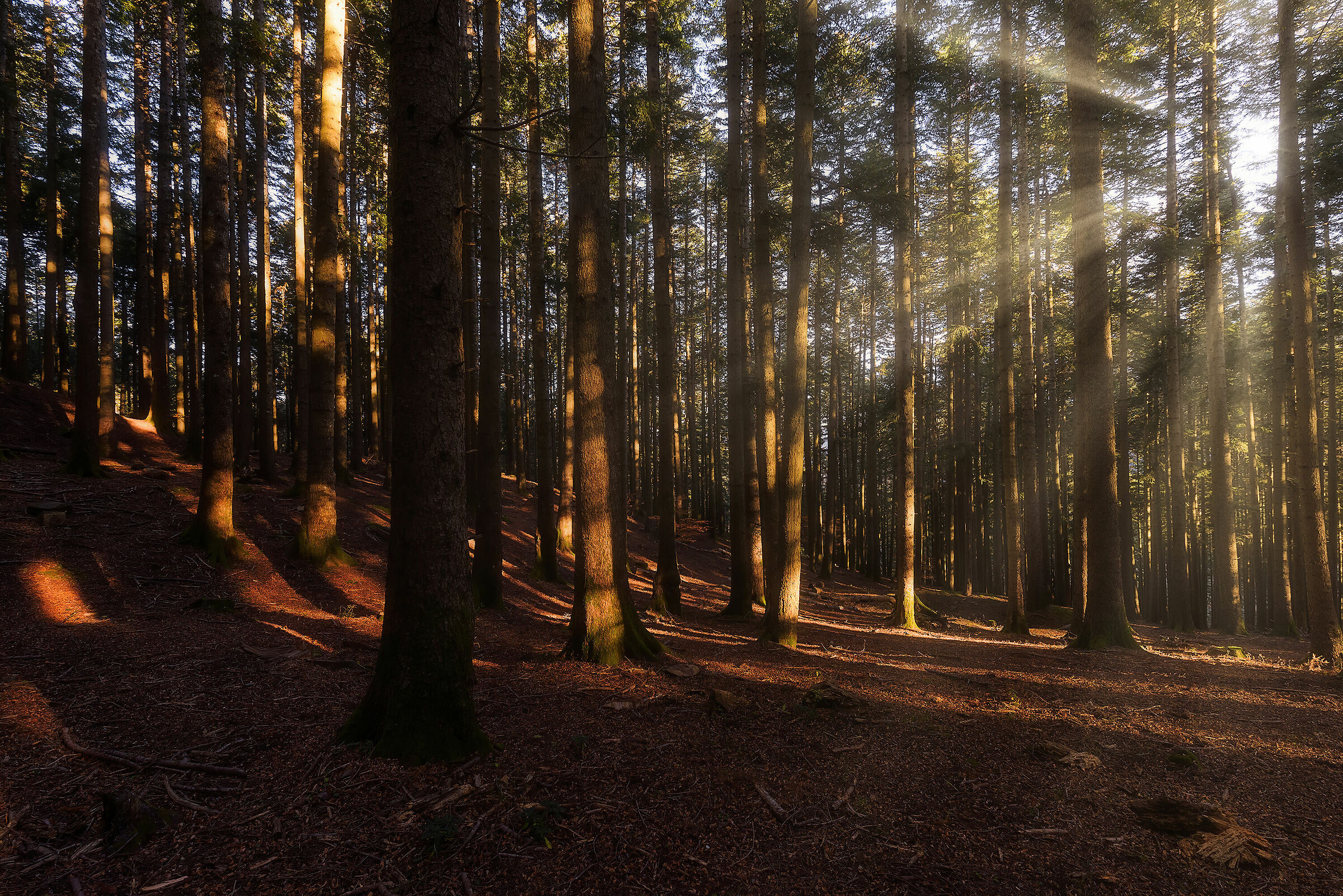 Walking in the woods III