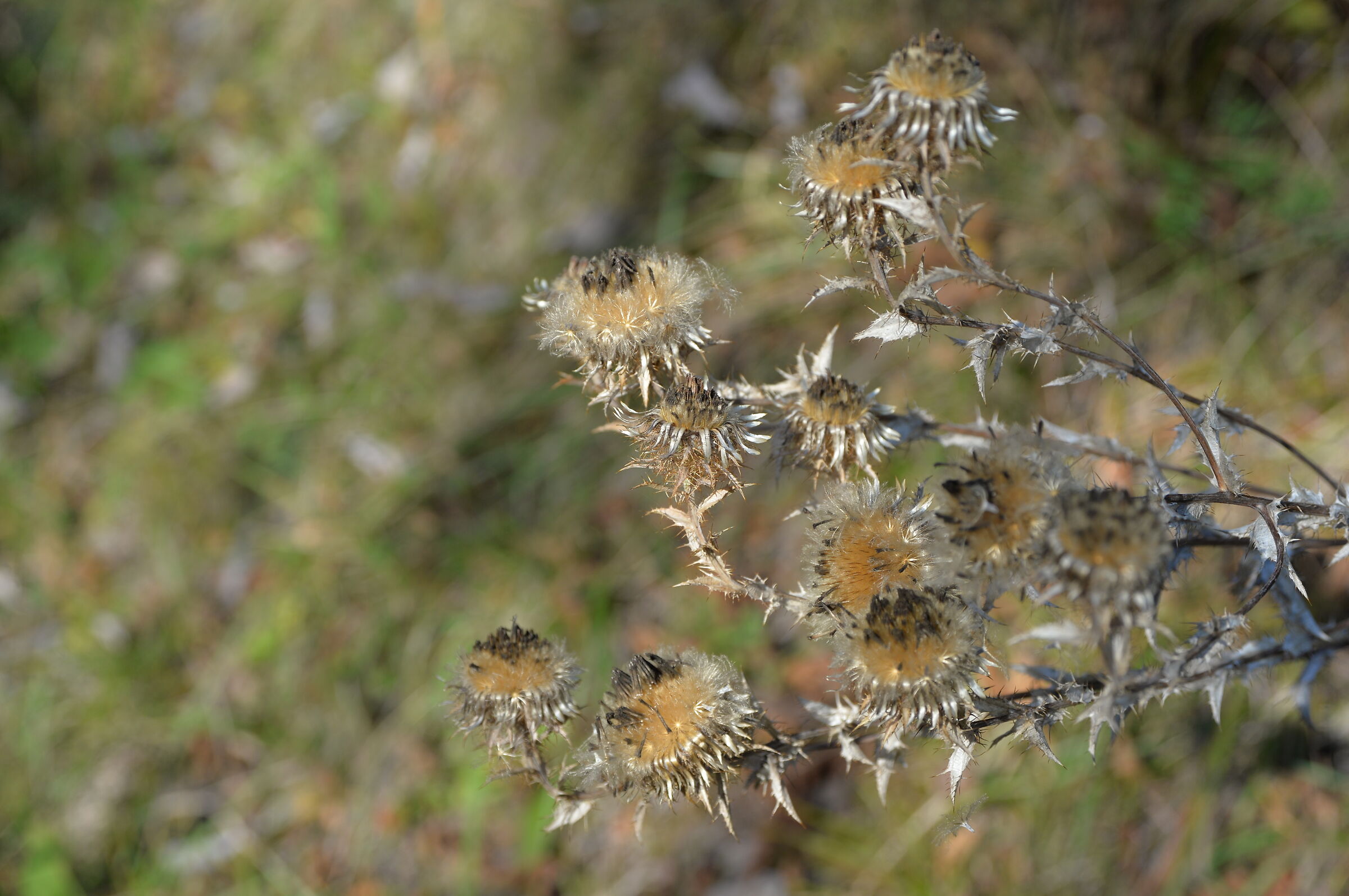 Autumn thistles