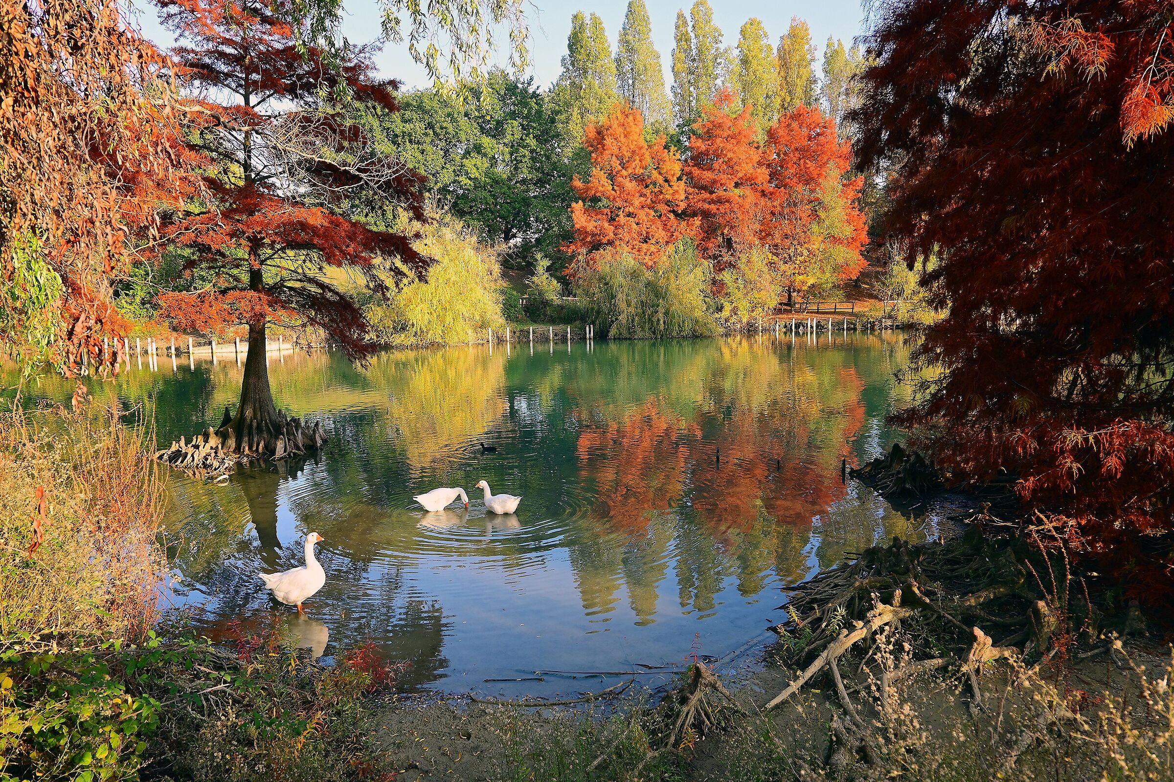 Foliage at lake Quarry, rimini