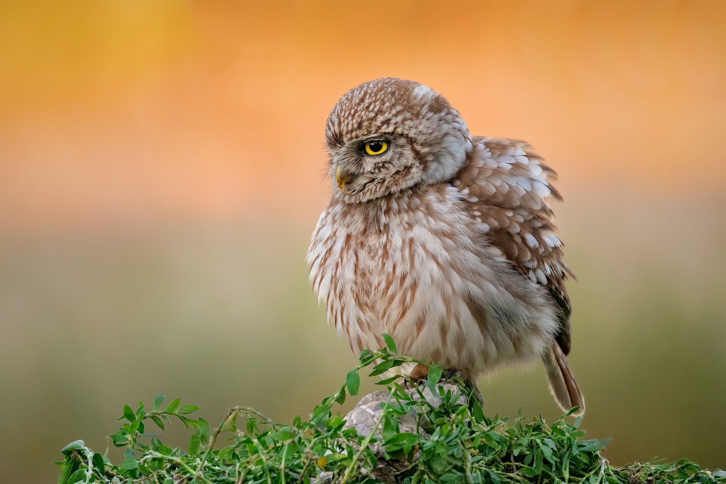 ..palla o civetta?..