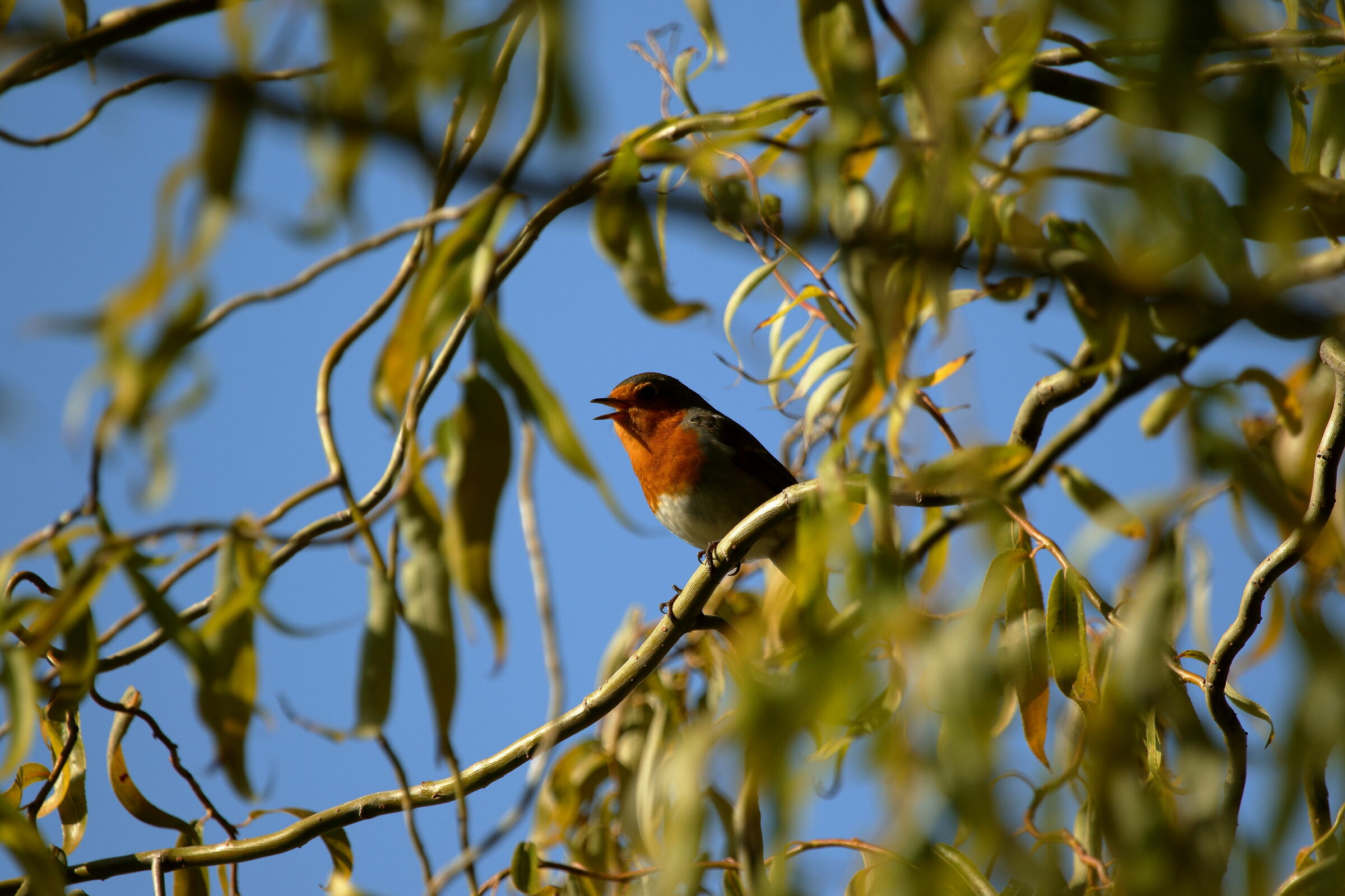chirping between the branches