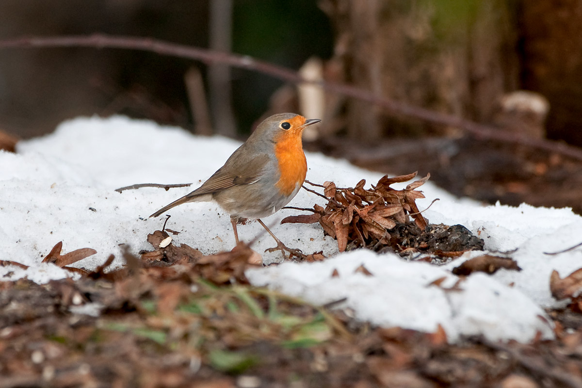 Robin in the snow