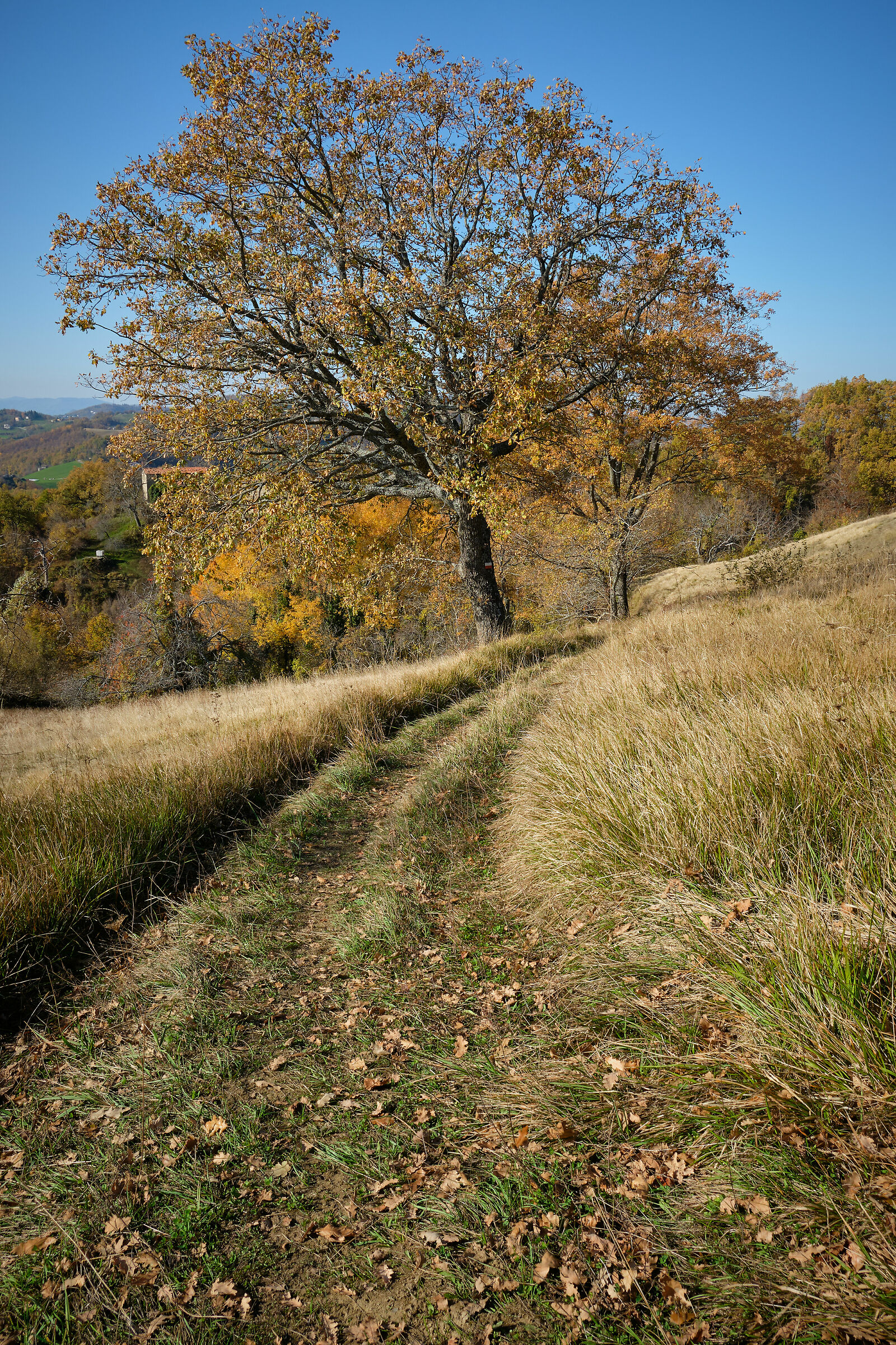Autumn path